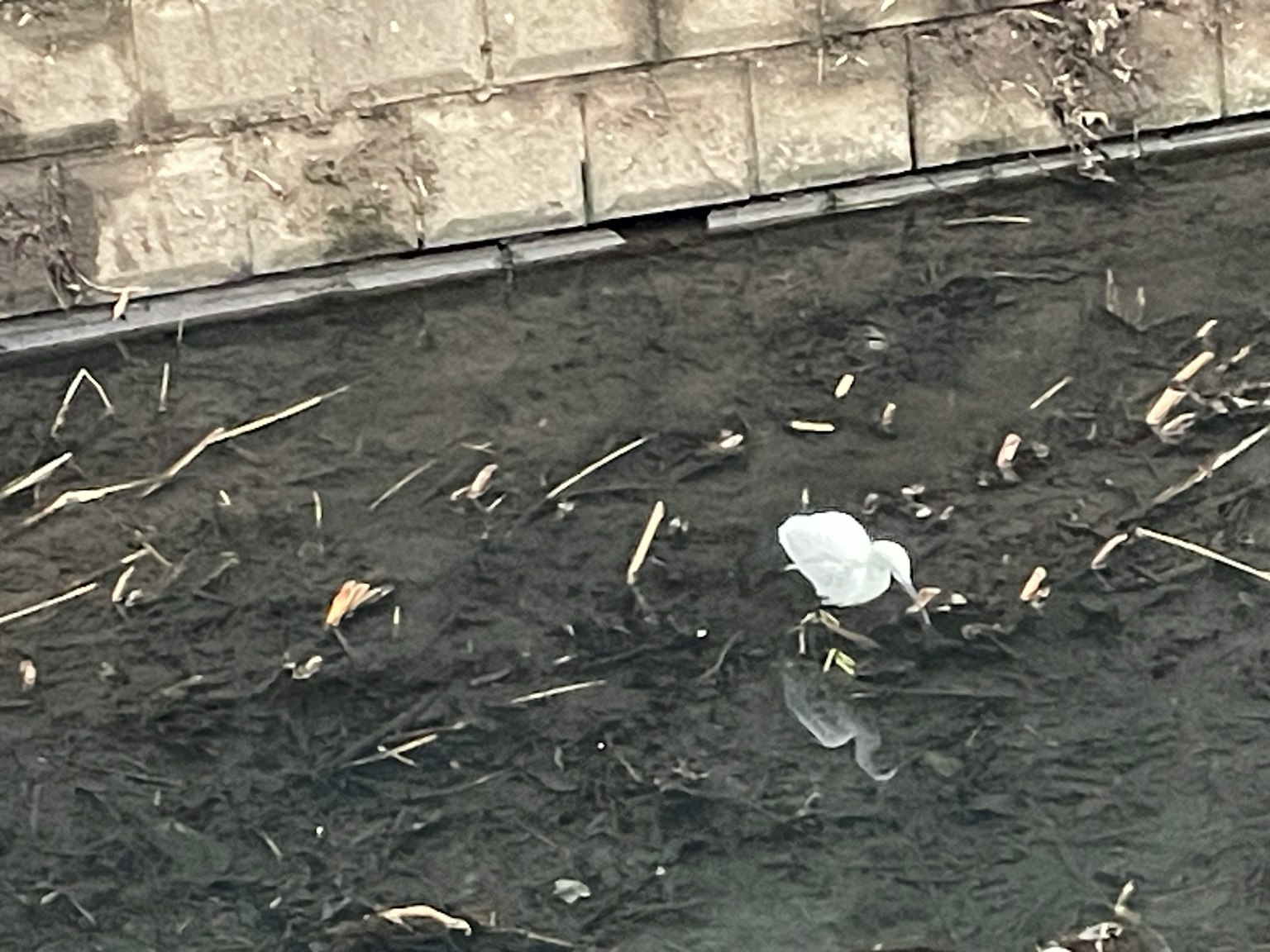 Un uccello bianco in piedi nell'acqua bassa con detriti naturali