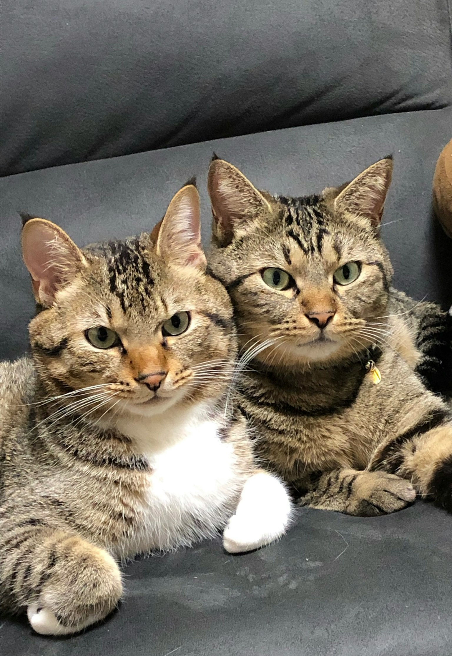 Dua kucing berpelukan di sofa