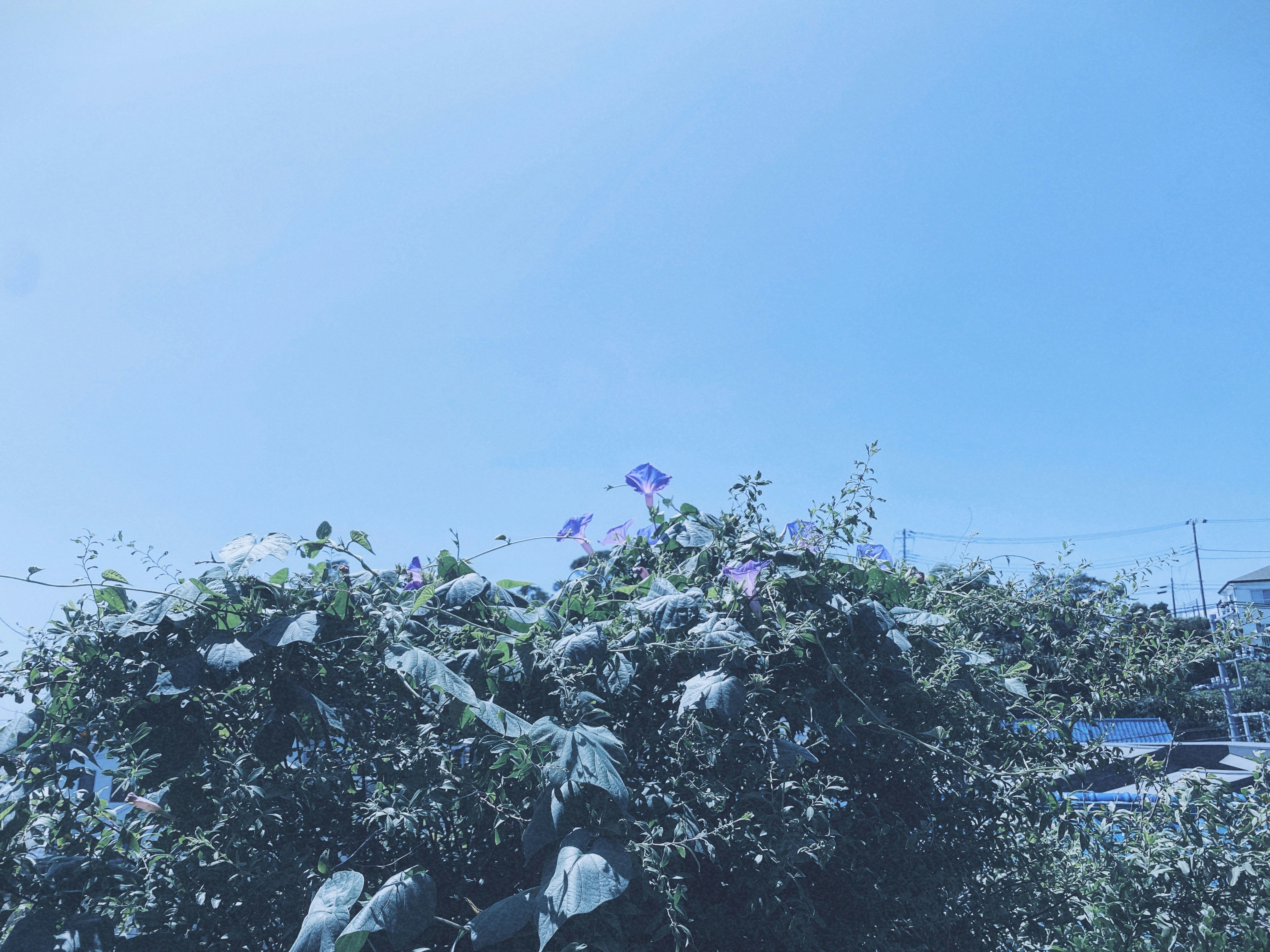 green trees swaying under a blue sky