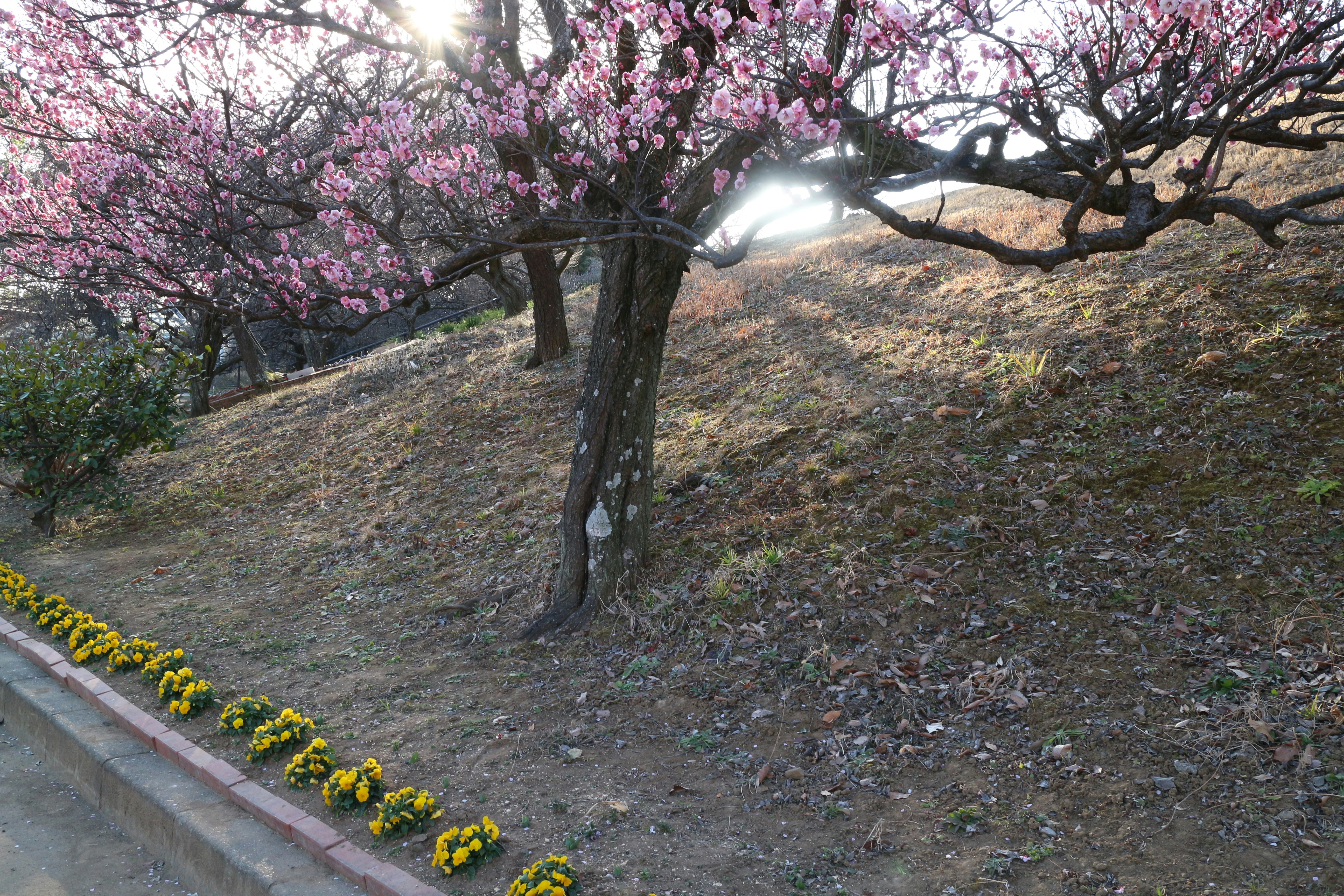 桜の花が咲く斜面の公園と花壇