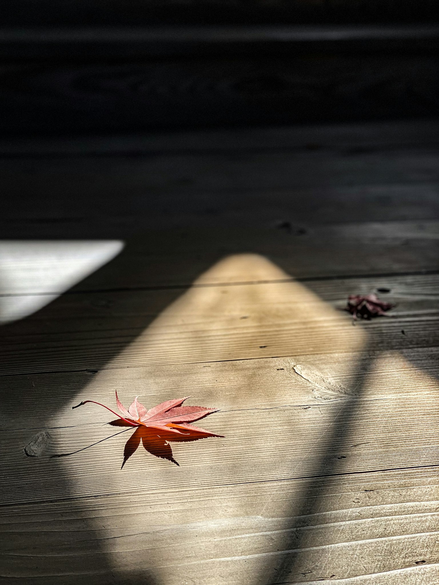 Daun maple merah terletak di lantai kayu dengan bayangan