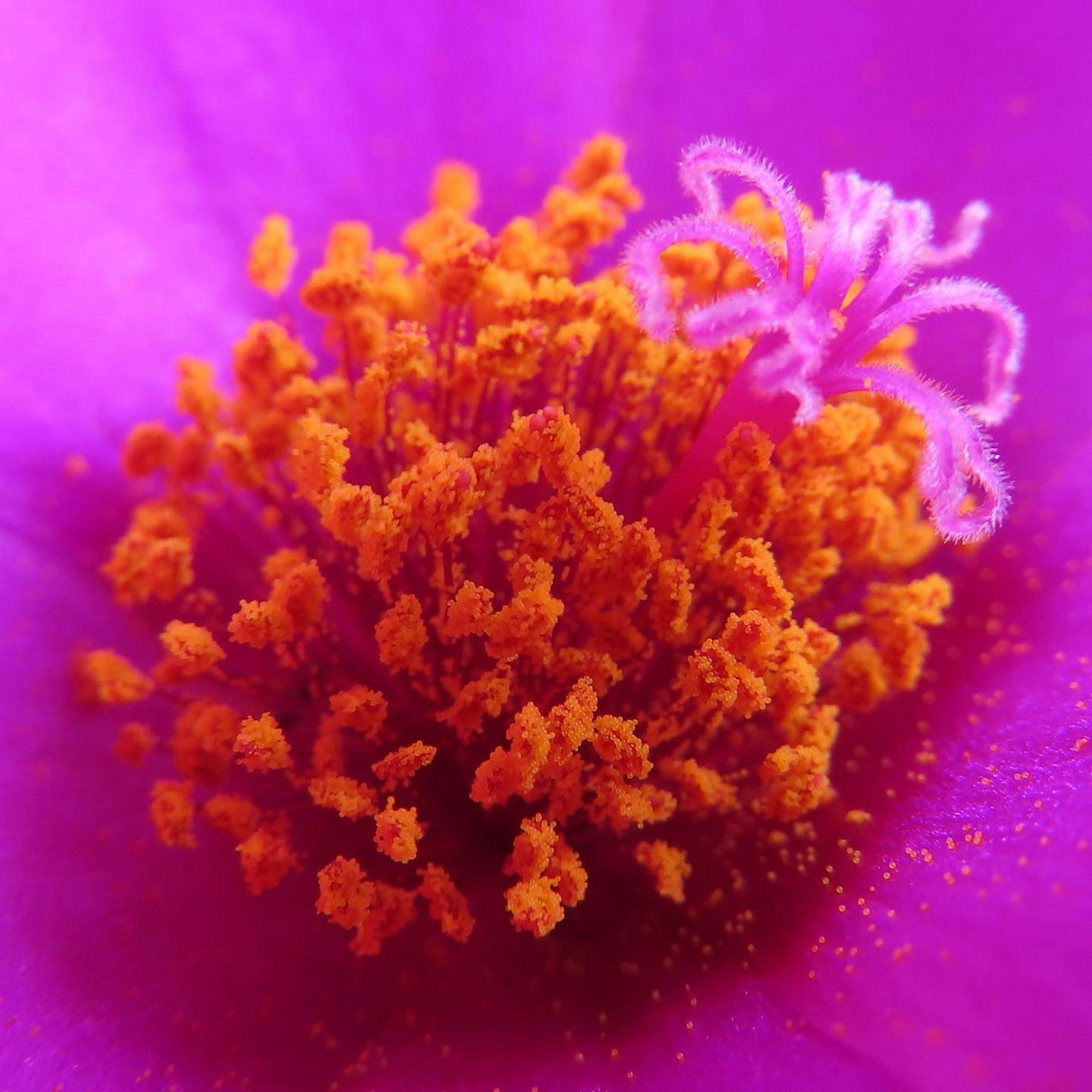 鲜艳的紫色花朵中央聚集着橙色花粉