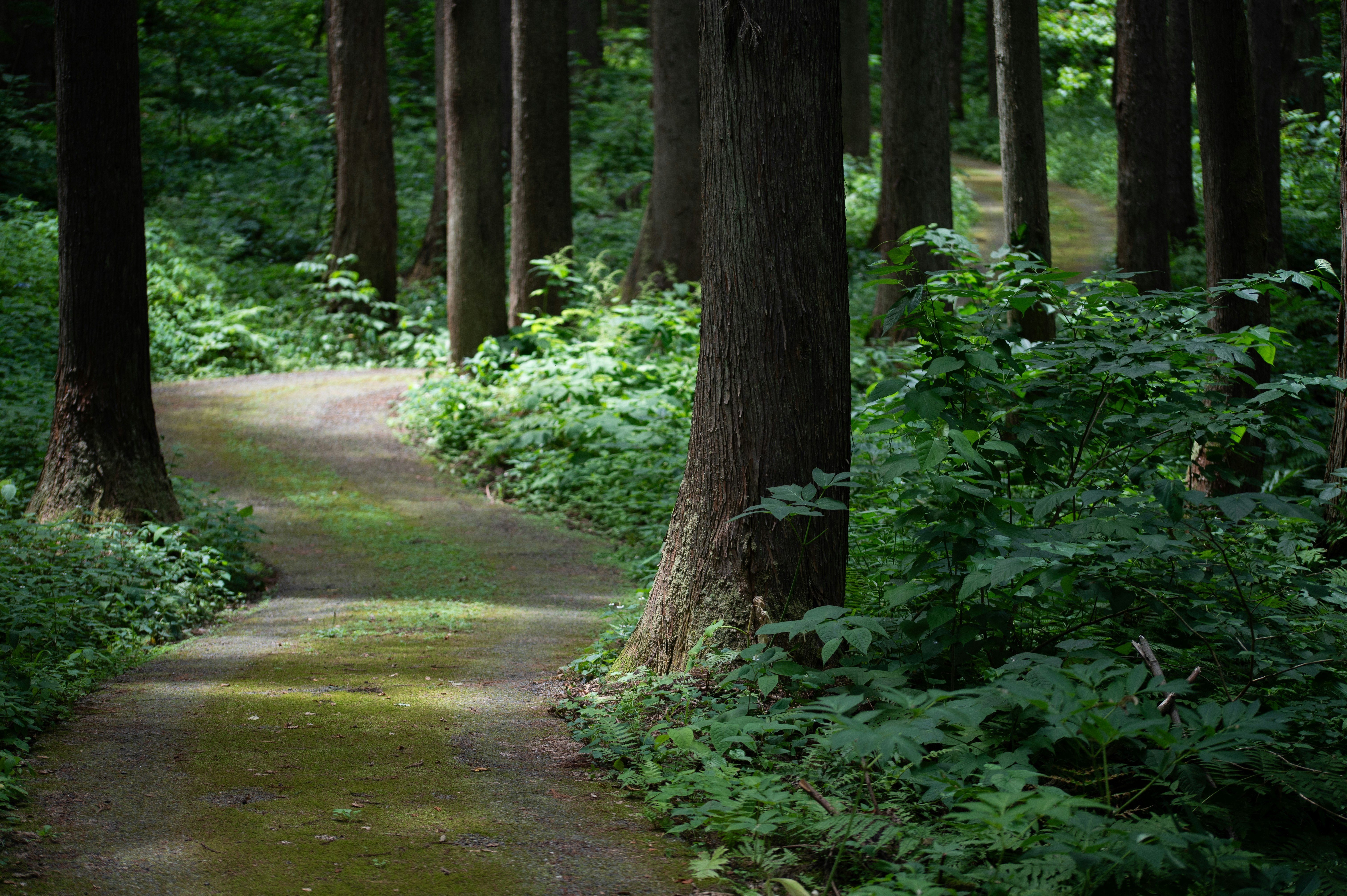 sentier vert dans une forêt de grands arbres