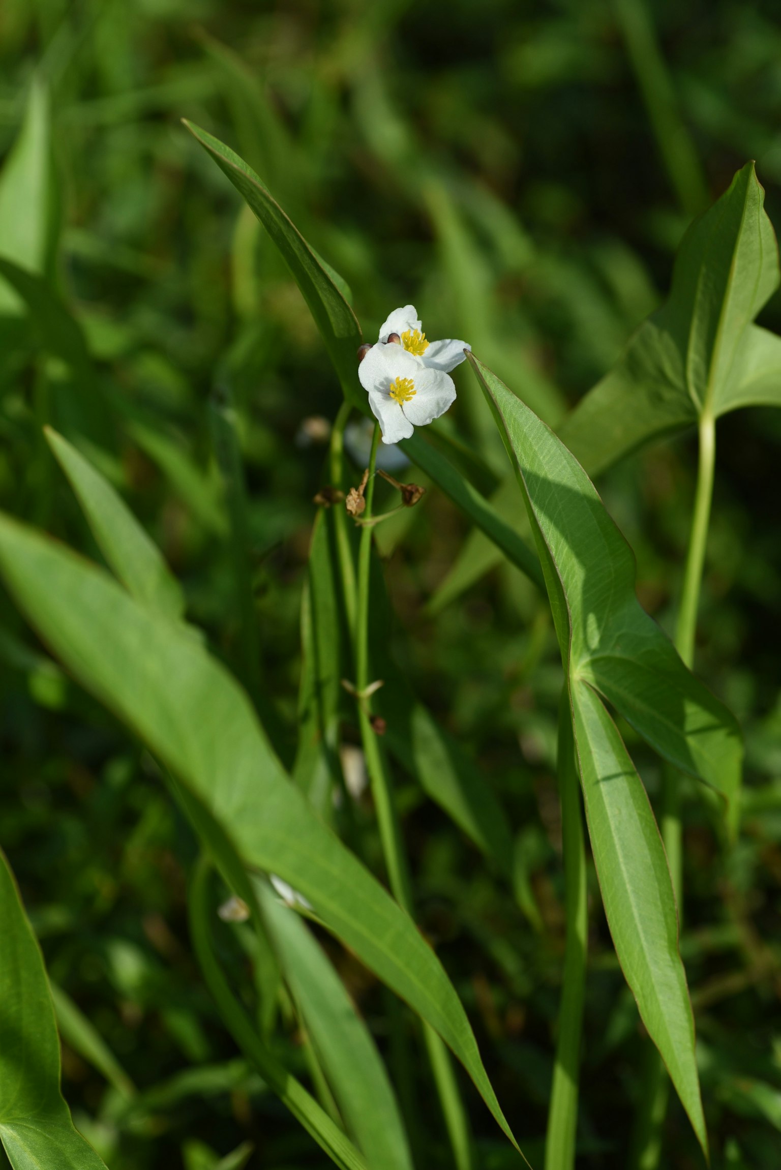白い花と緑の葉が特徴の植物のクローズアップ