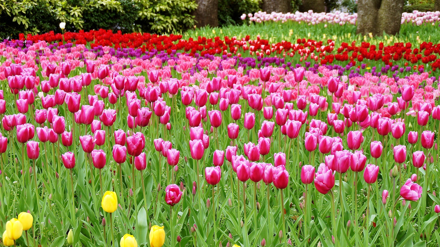 Tulip berwarna-warni mekar di taman bunga yang indah