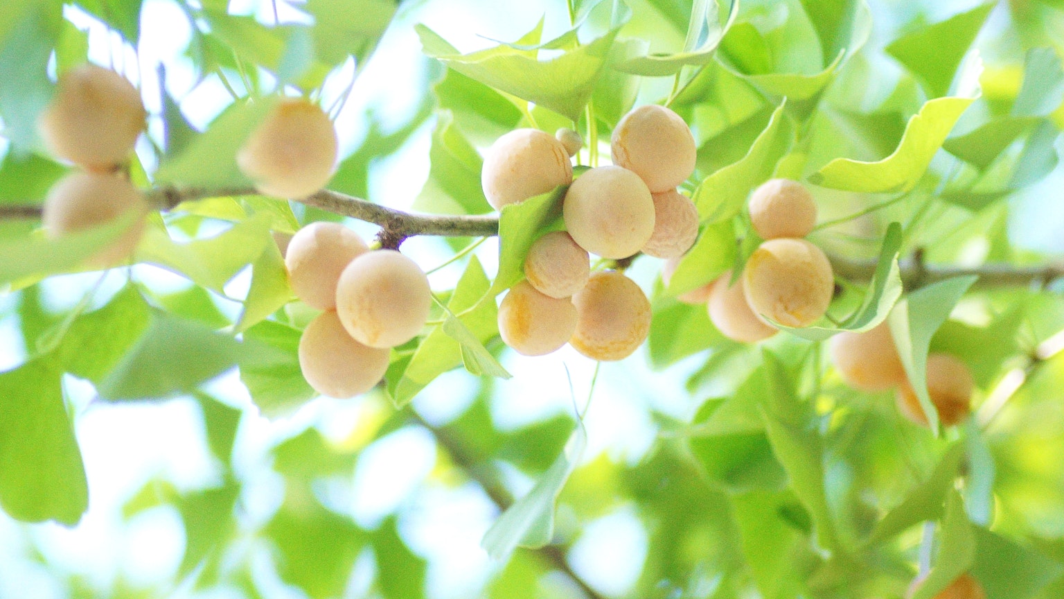 Close-up buah pucat tumbuh di antara daun hijau