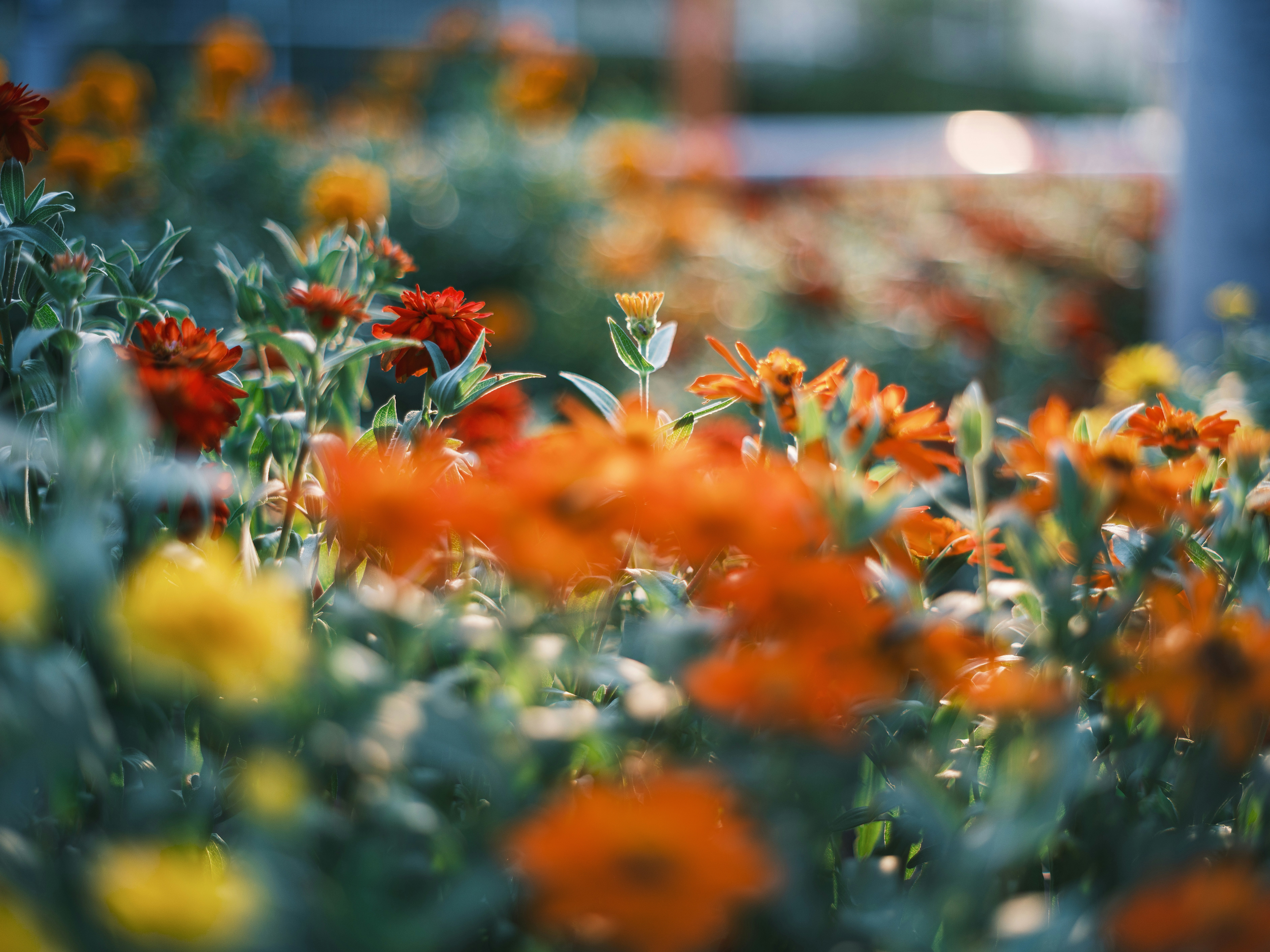 profondità di campo ridotta su un’aiuola di fiori colorati in fiore
