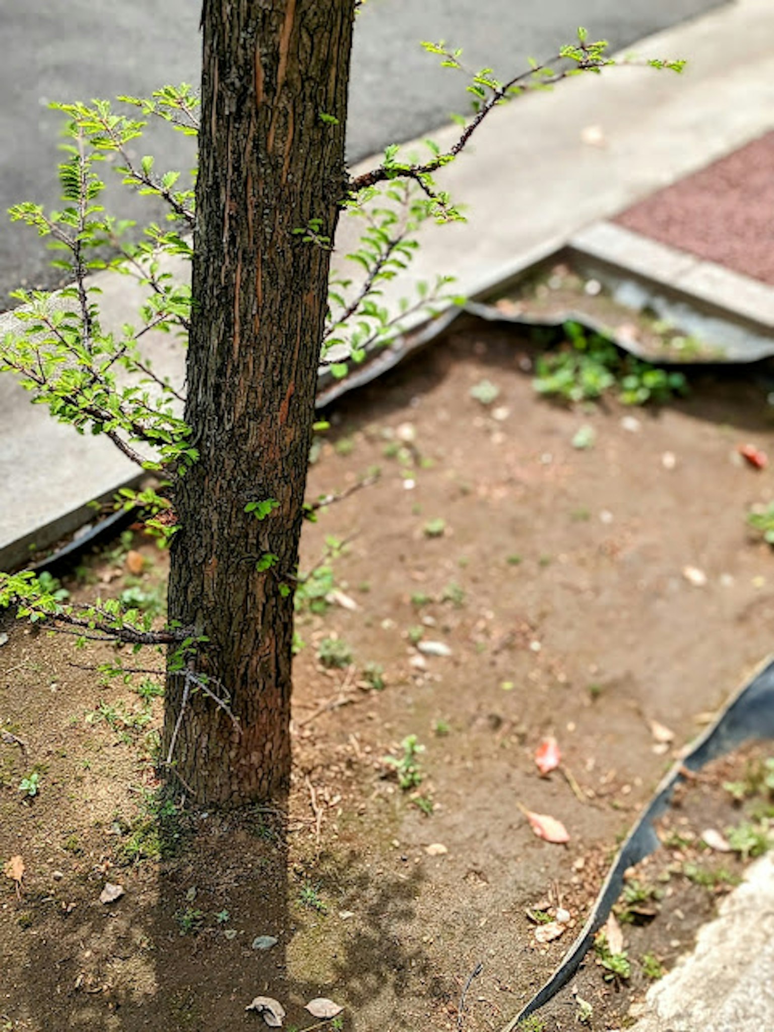Gros plan d'un petit arbre et de la terre environnante