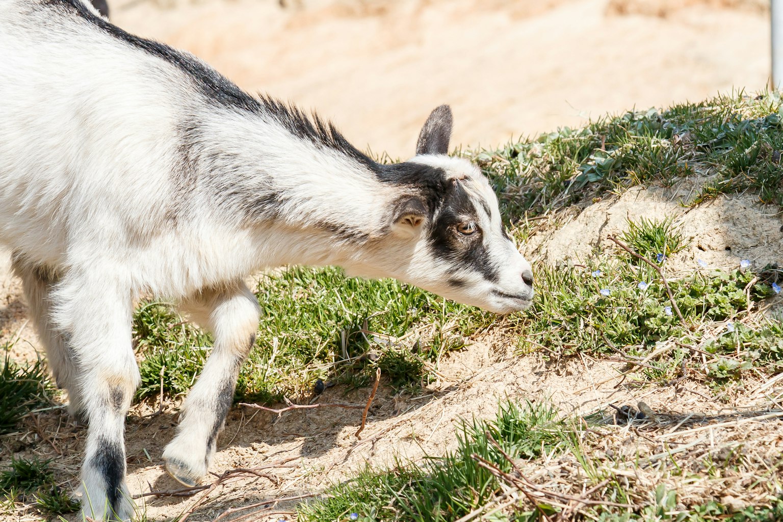 Seekor kambing hitam dan putih mencium rumput