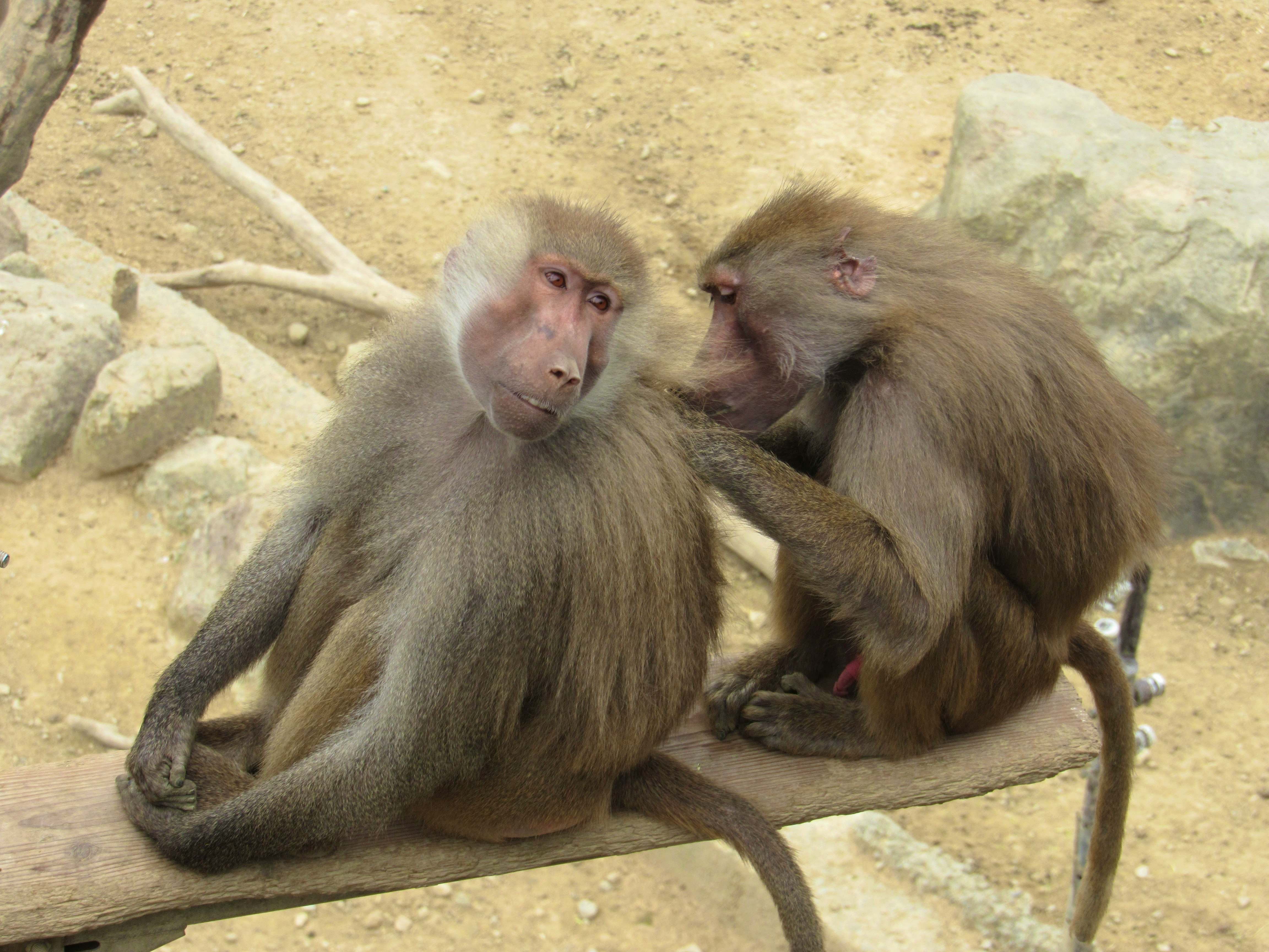 動物園で寄り添う2匹の猿