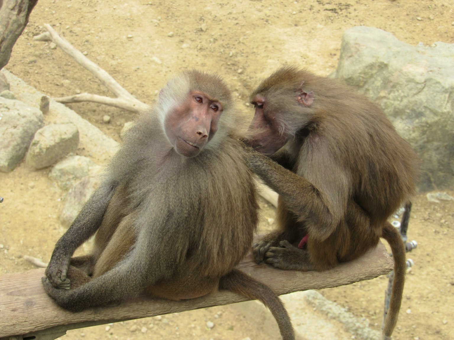 Deux babouins assis sur une branche se toilettant mutuellement