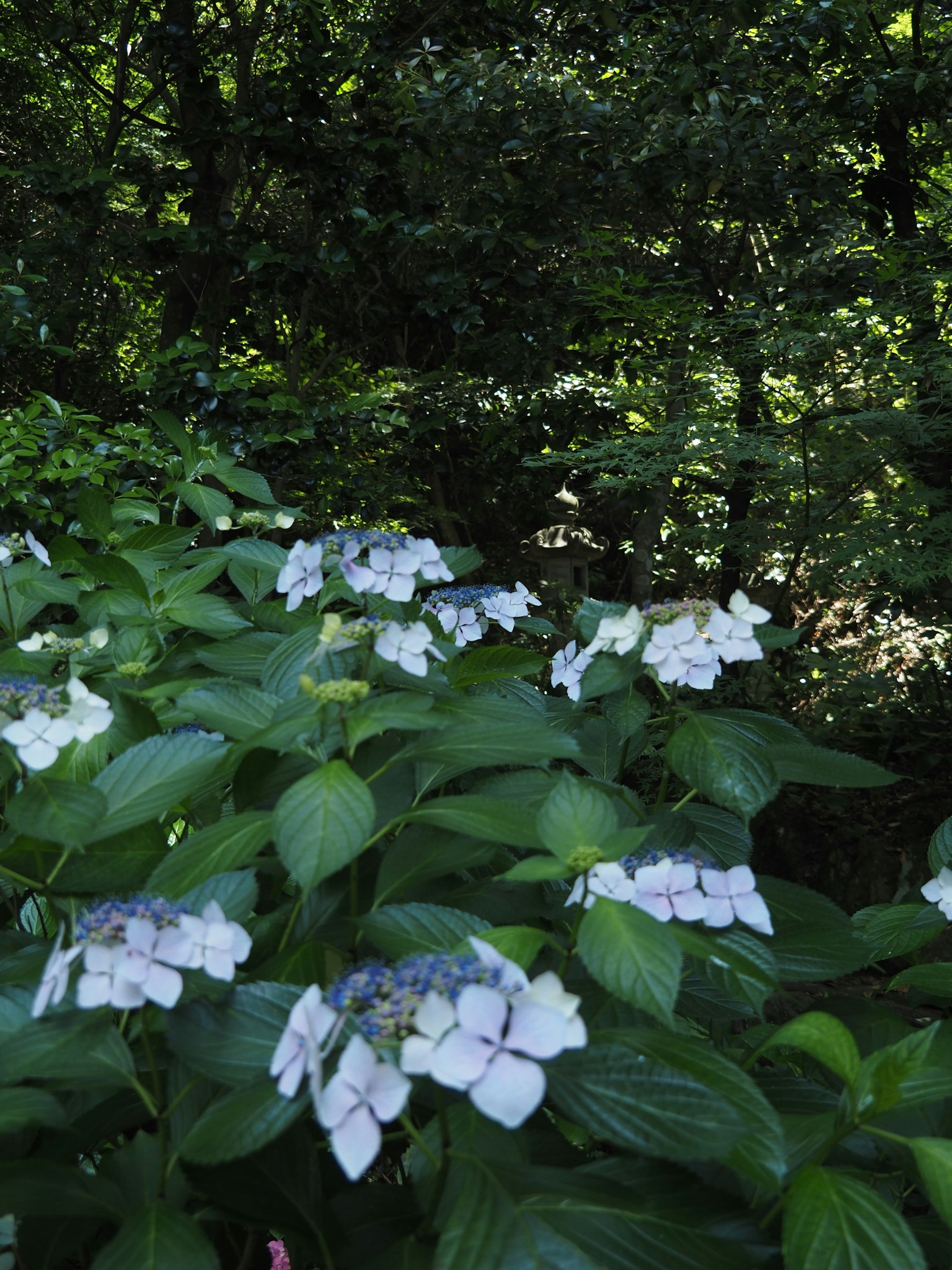 Gros plan de plantes à feuilles vertes avec des fleurs bleu-violet arbres denses en arrière-plan