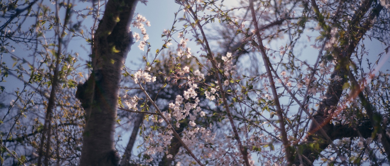 Fiori di ciliegio che sbocciano sotto un cielo blu chiaro con alberi