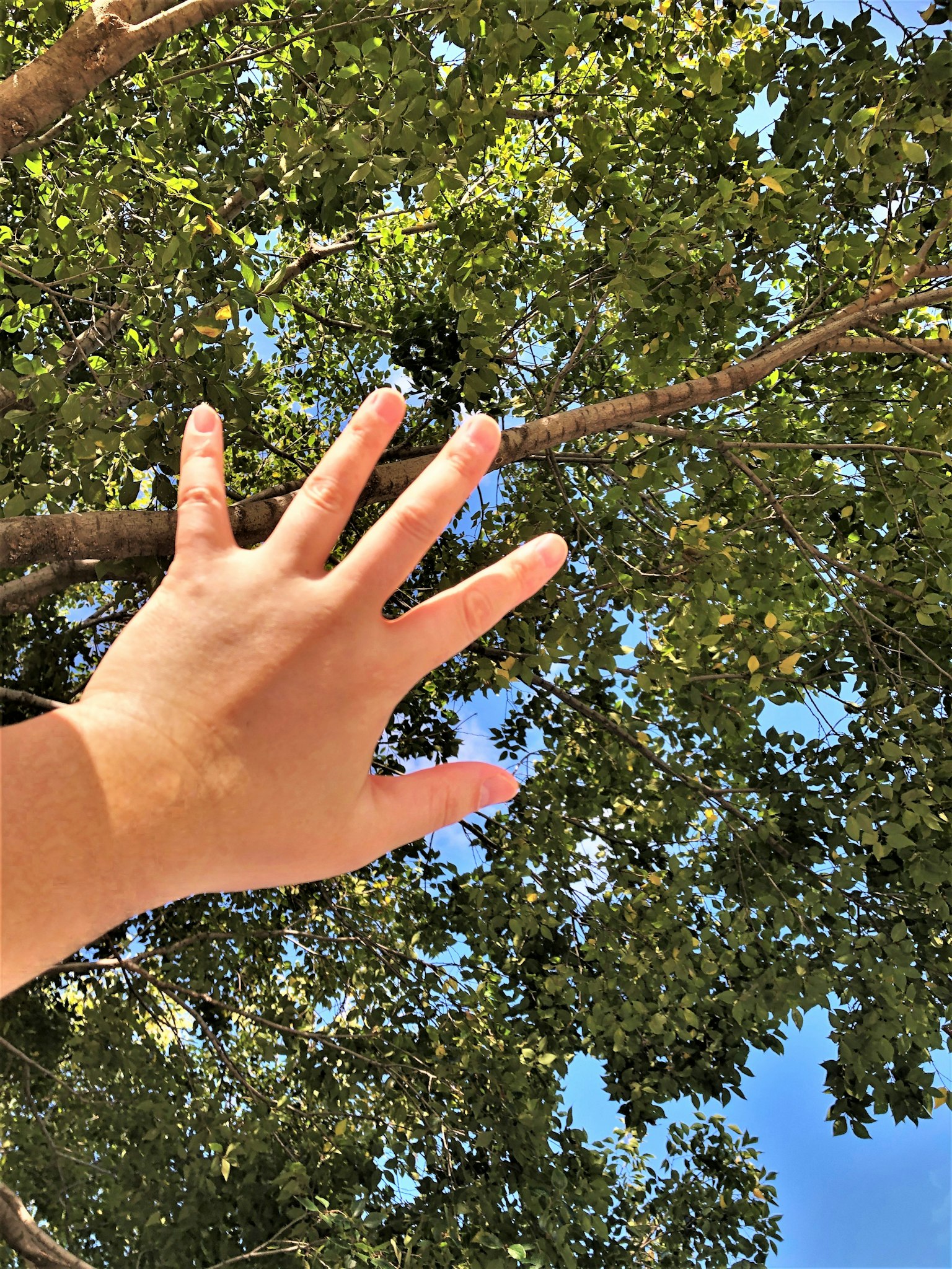 Una mano che si estende verso le foglie degli alberi contro un cielo blu