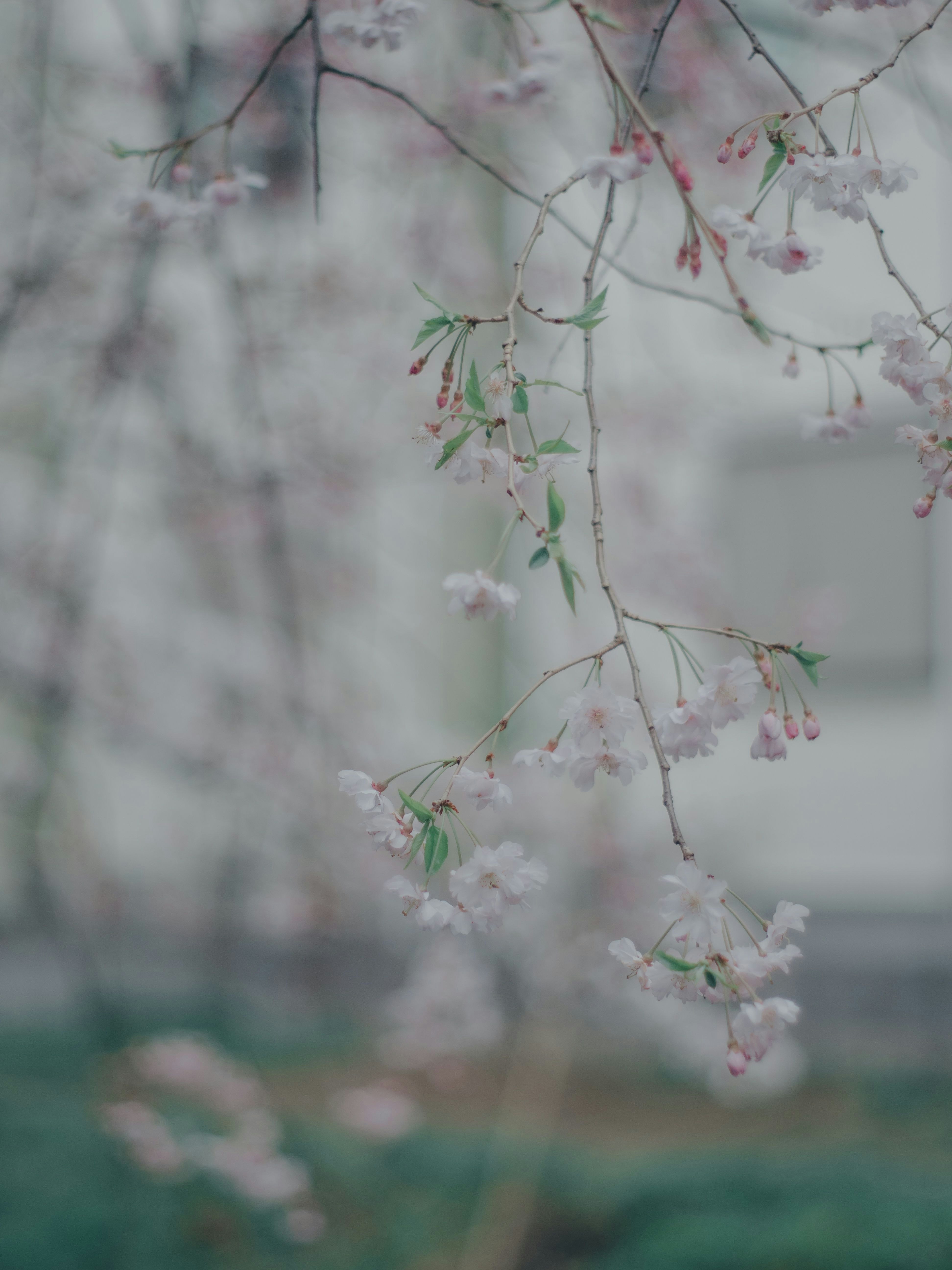 淡い背景に枝垂れる桜の花