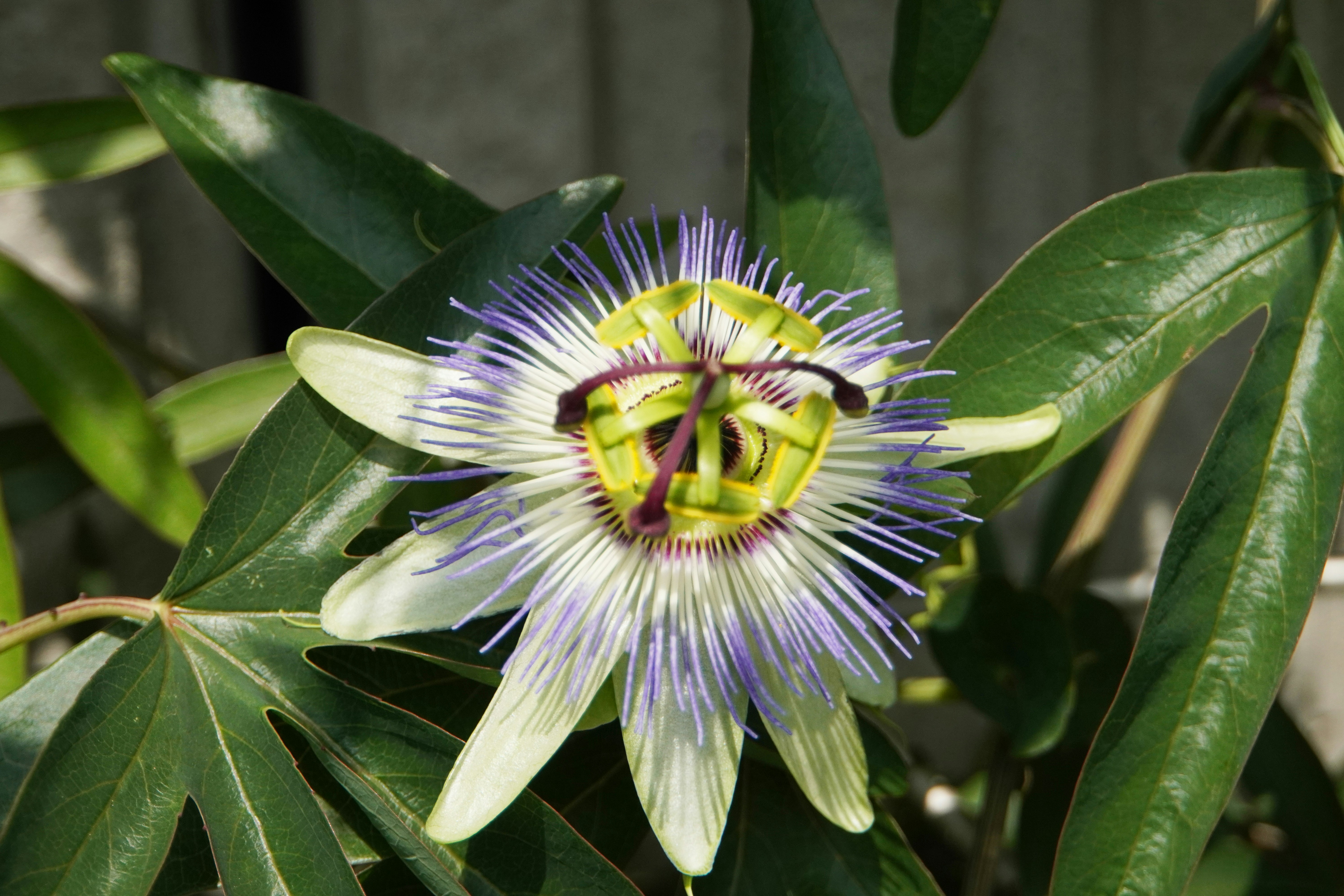 トケイソウの花とつるの葉が生い茂る自然のクローズアップ