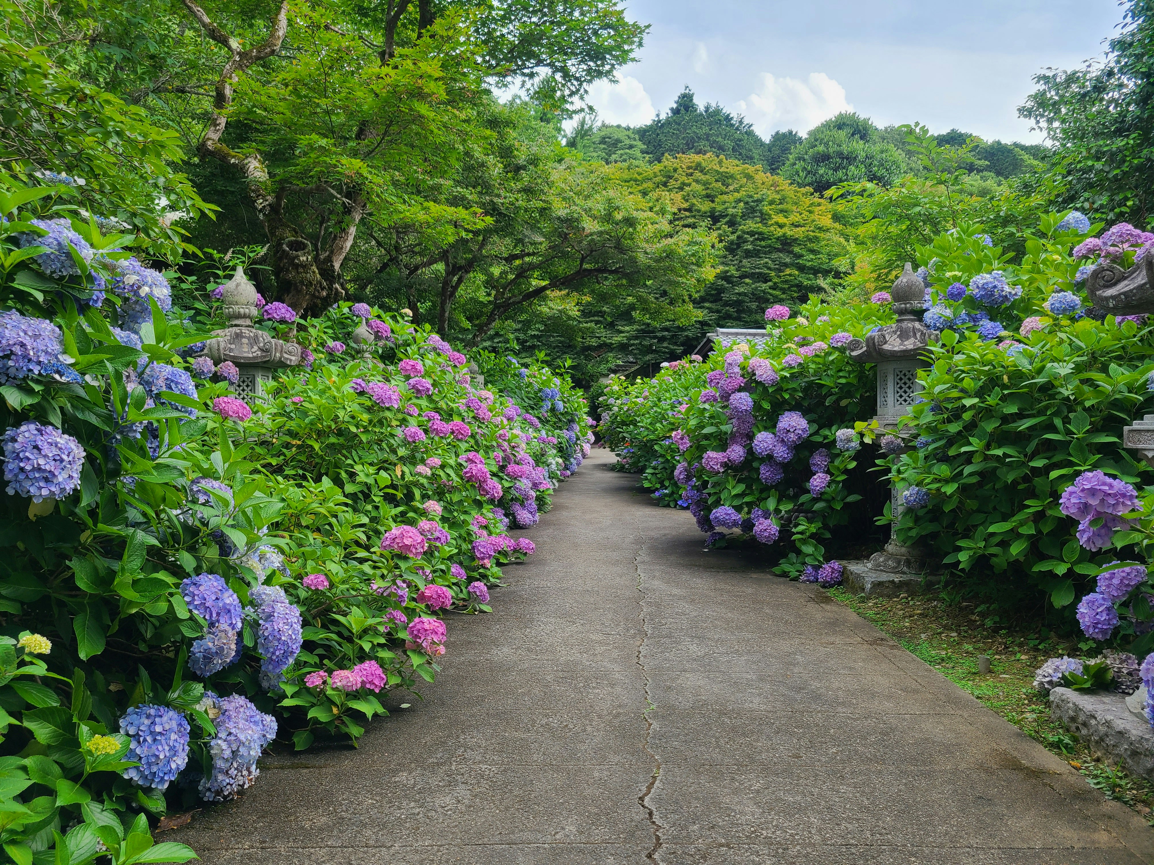 紫陽花に囲まれた小道のある庭園