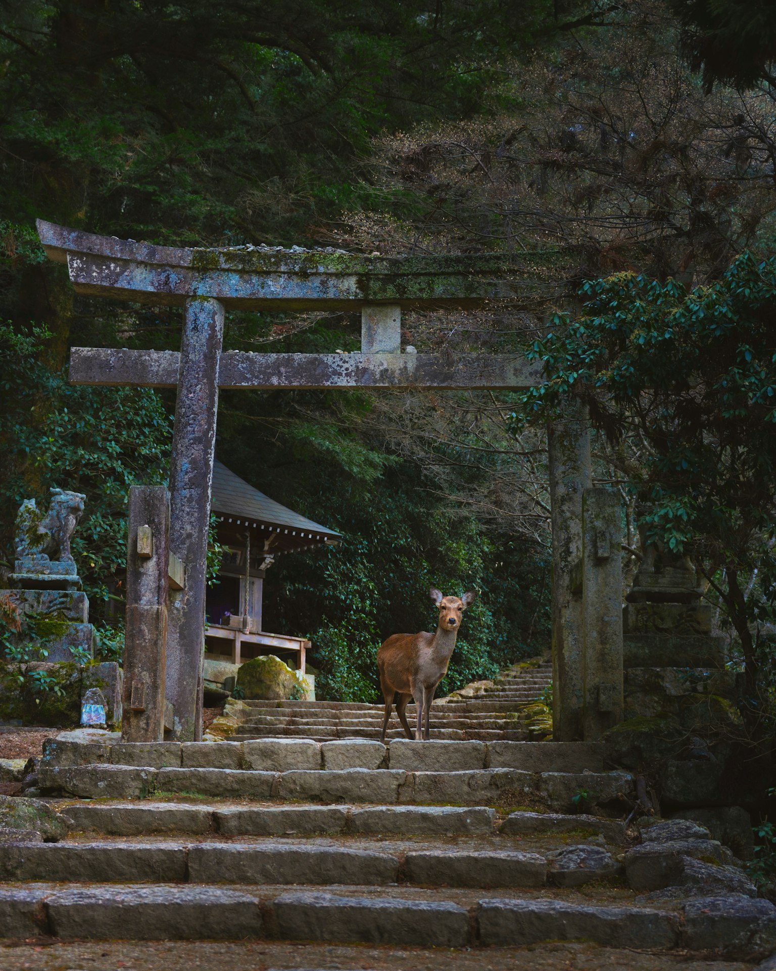 A serene image of a torii gate with a deer in a forest