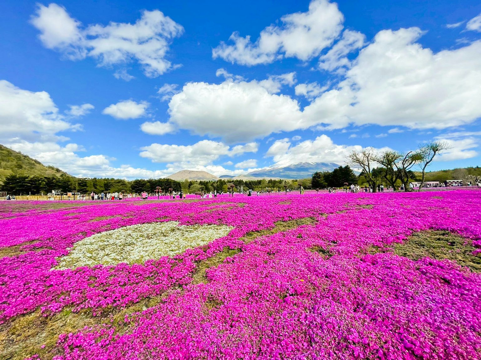 Lebendige pinke Blumen, die eine Landschaft unter einem blauen Himmel bedecken