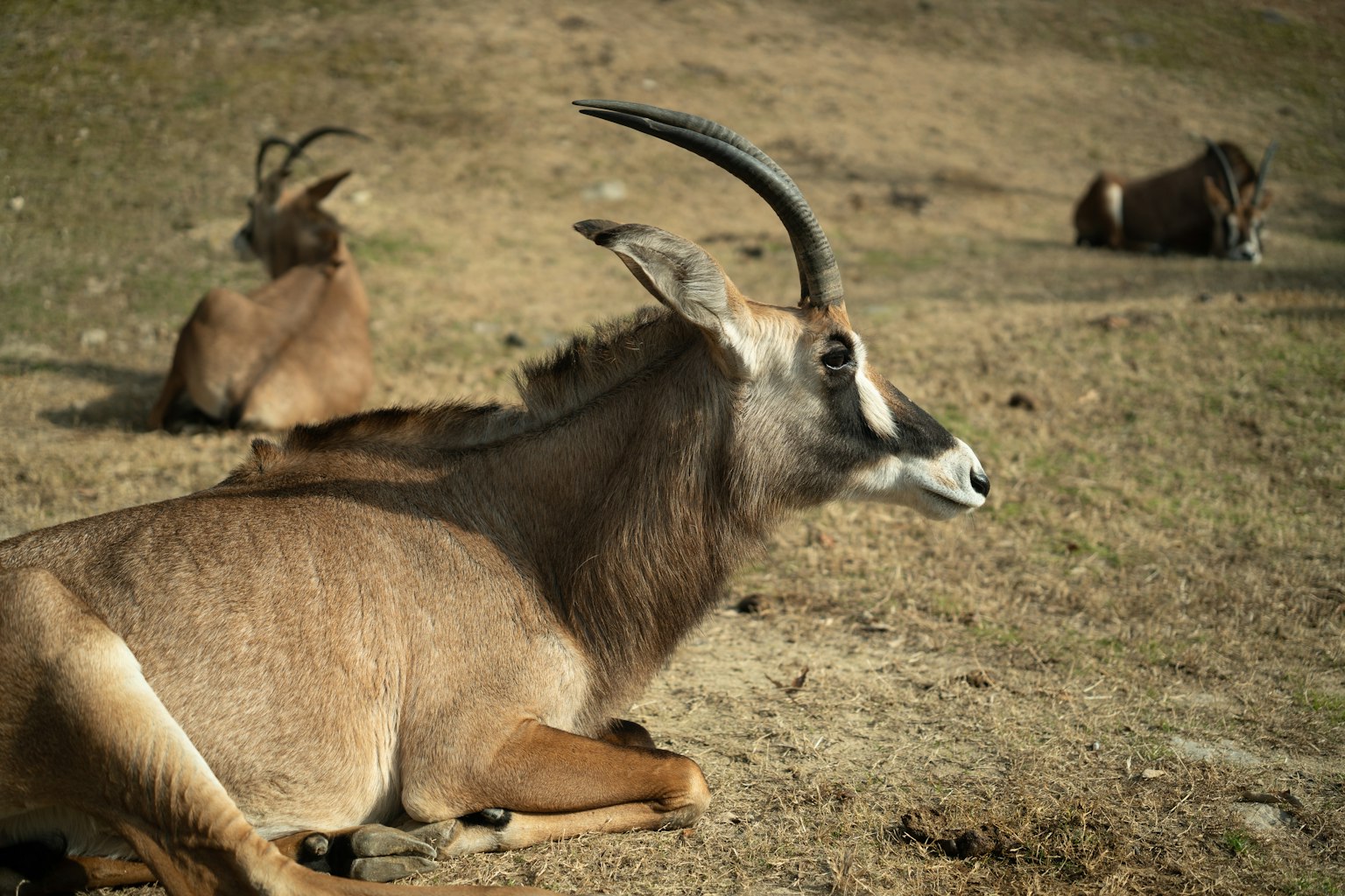 Un animale con corna che riposa sull'erba con altri sullo sfondo