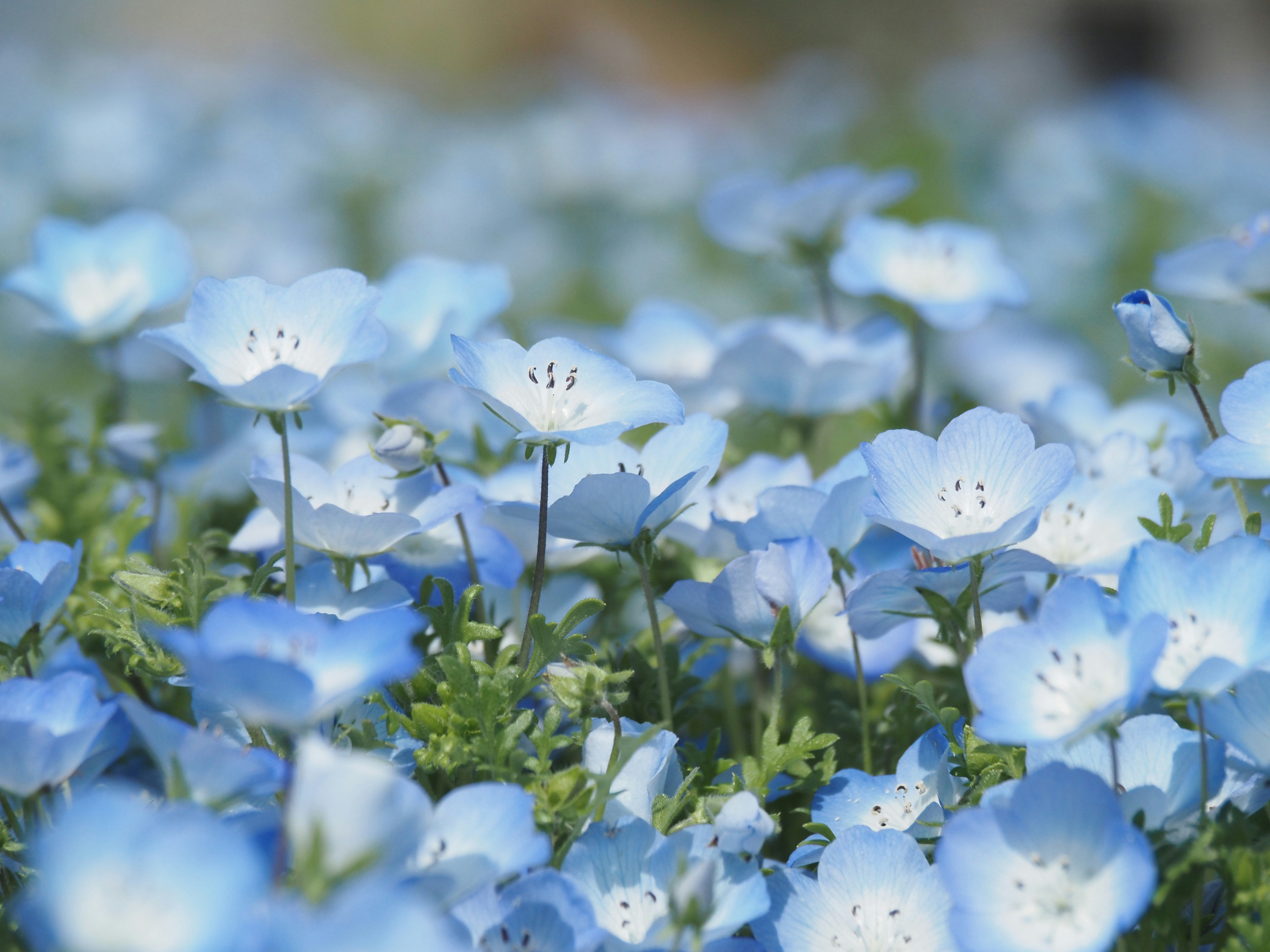 Frühlingsszene mit blauen Nemophila-Blüten in voller Blüte