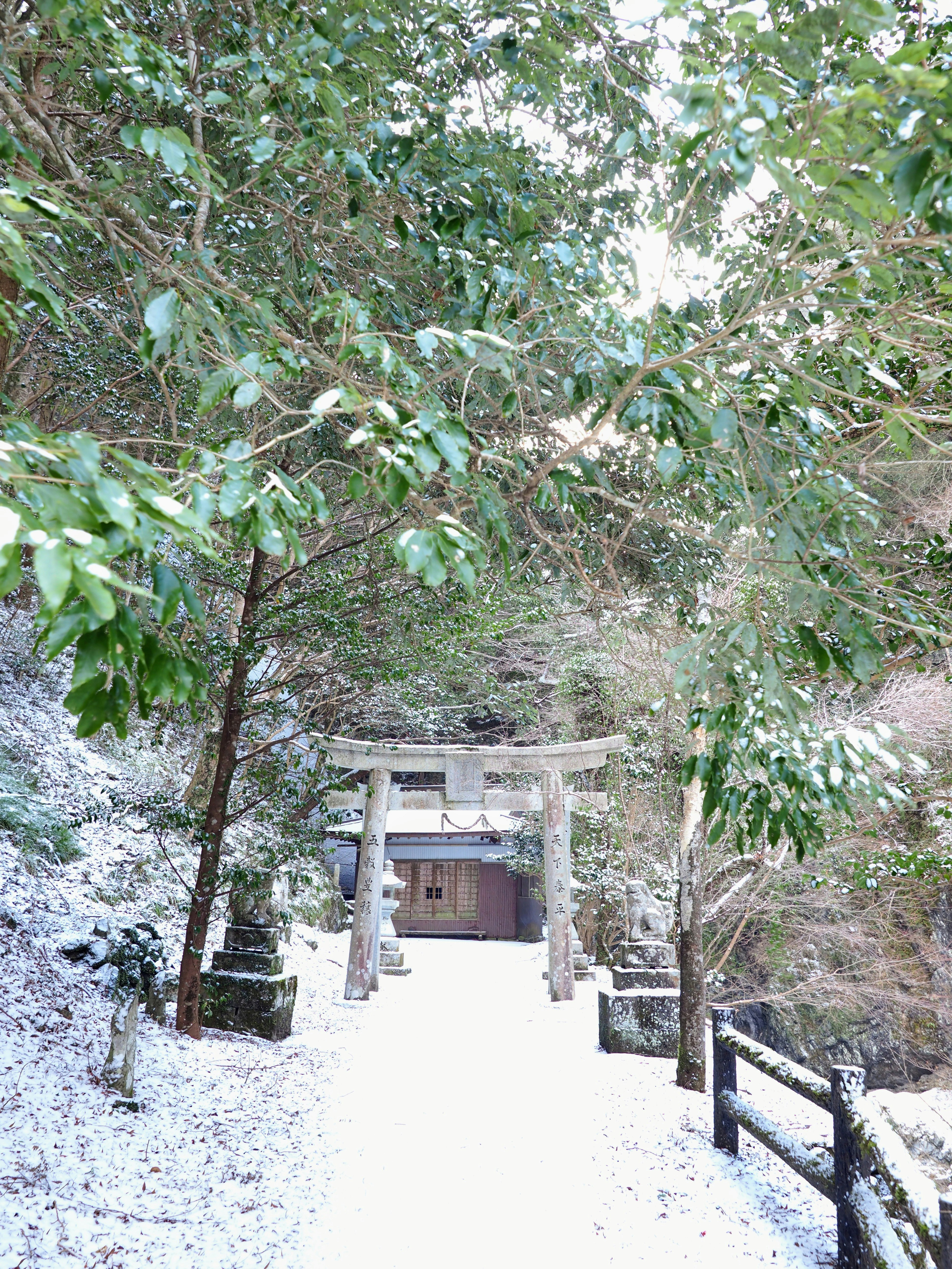 lối đi phủ tuyết và cổng torii dọc đường mòn trong rừng
