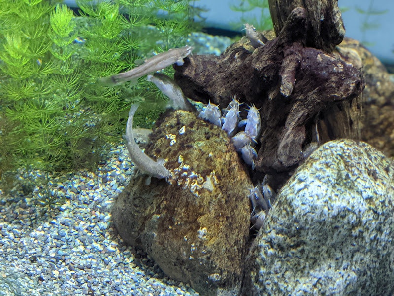 流木の周りに群れる小魚の水槽景観
