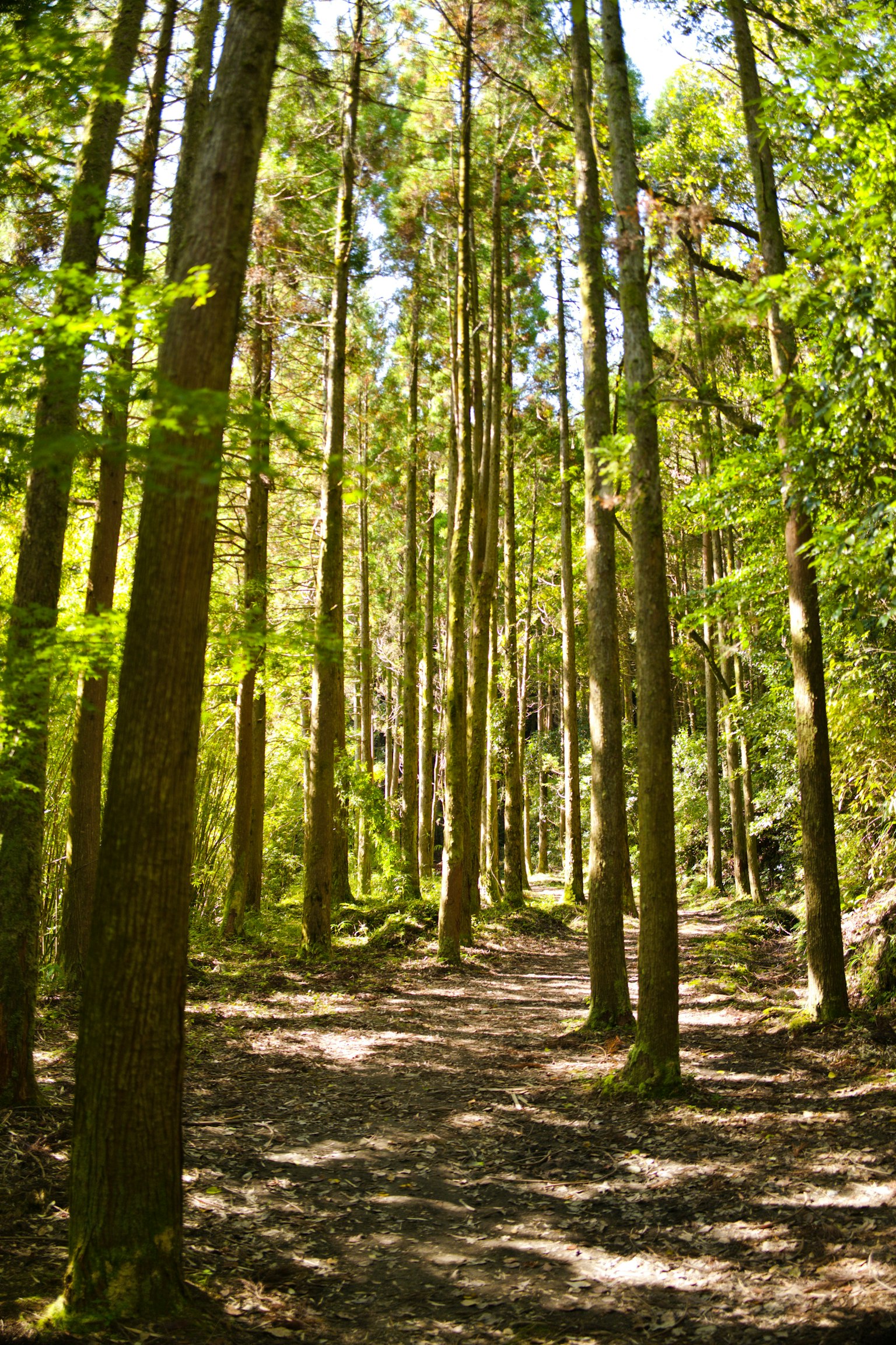 Ein ruhiger Waldweg gesäumt von hohen Bäumen