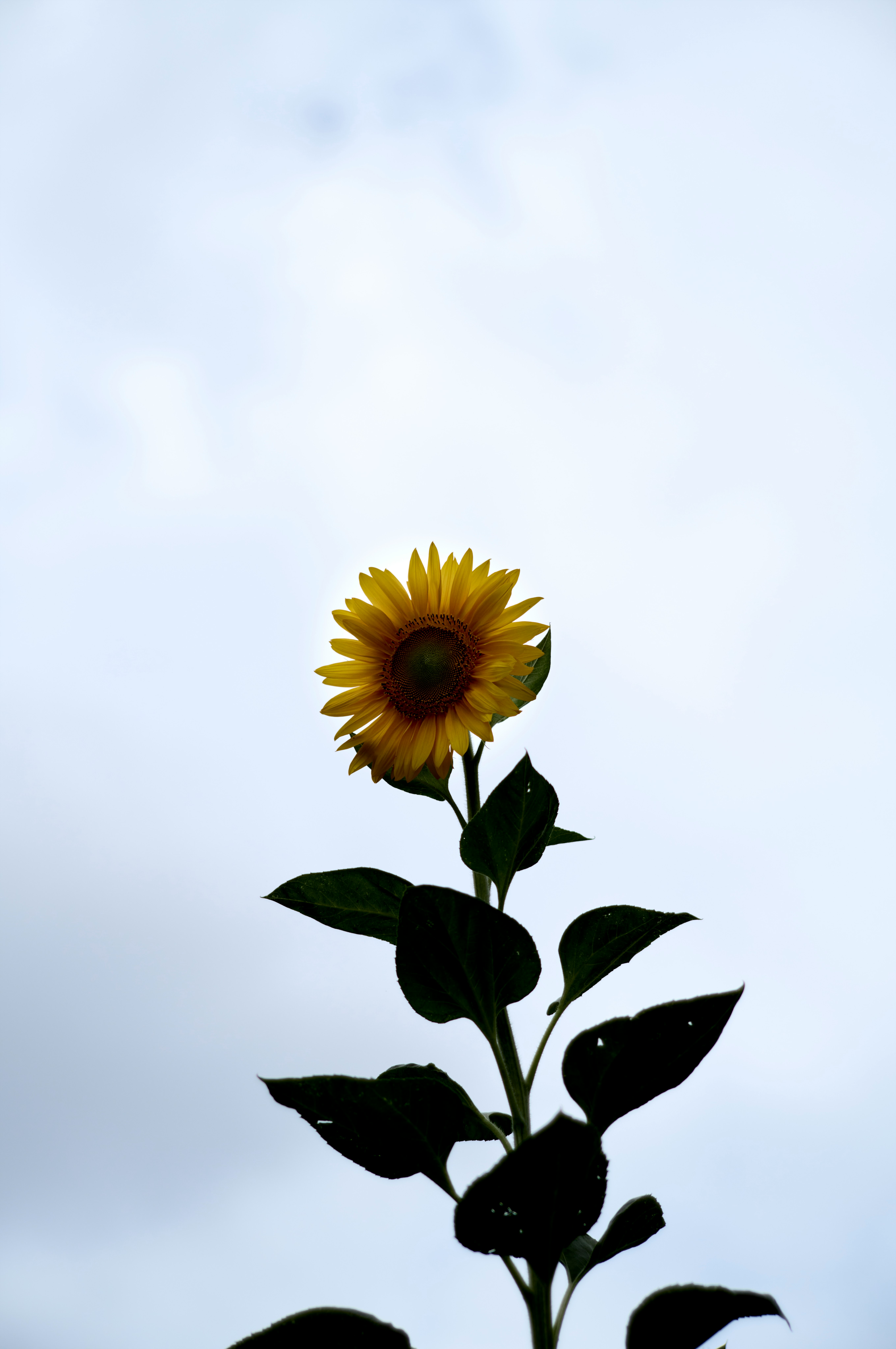 青空を背景にしたひまわりの花と葉