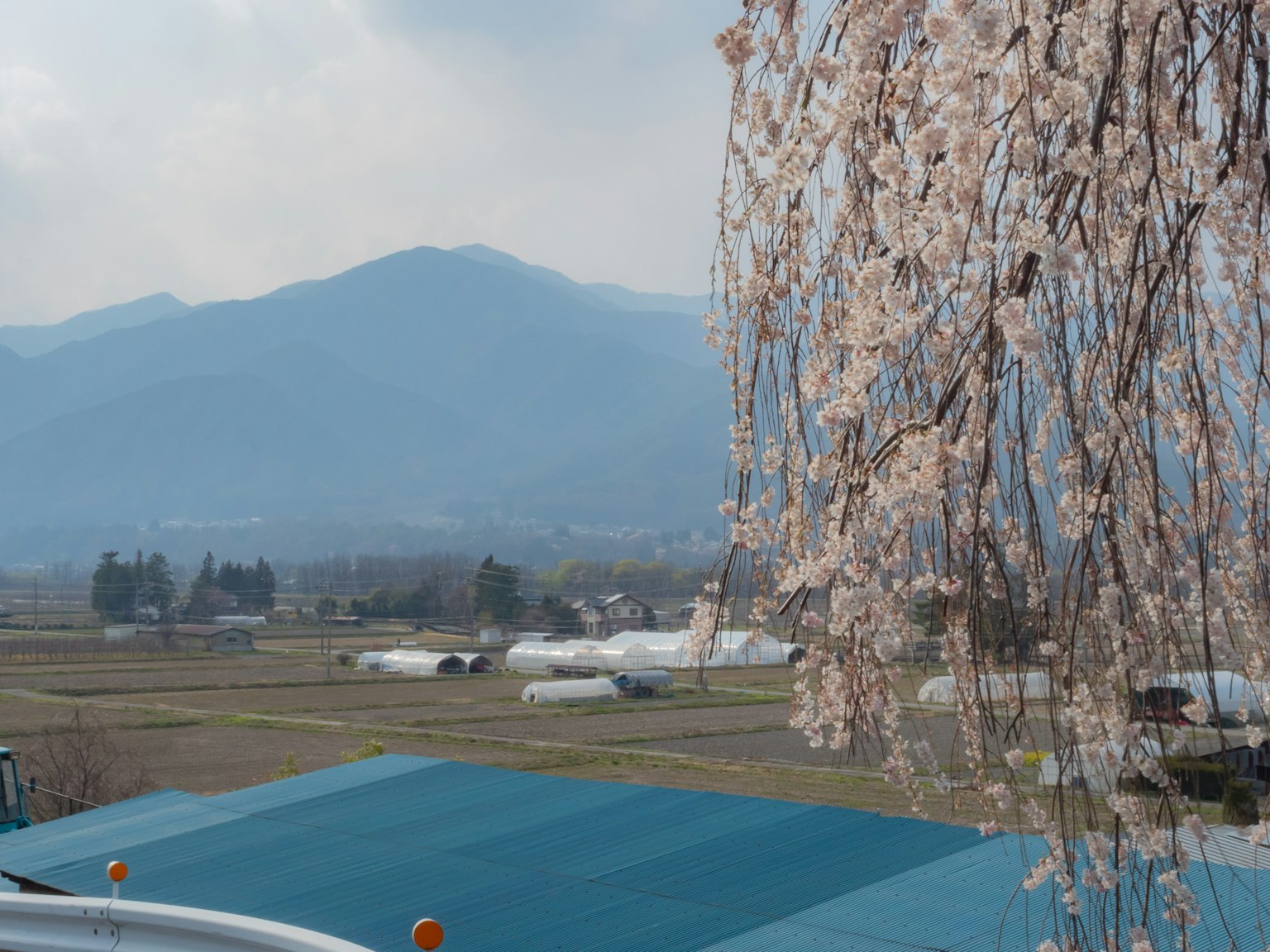 Pemandangan indah bunga sakura dengan latar belakang pegunungan