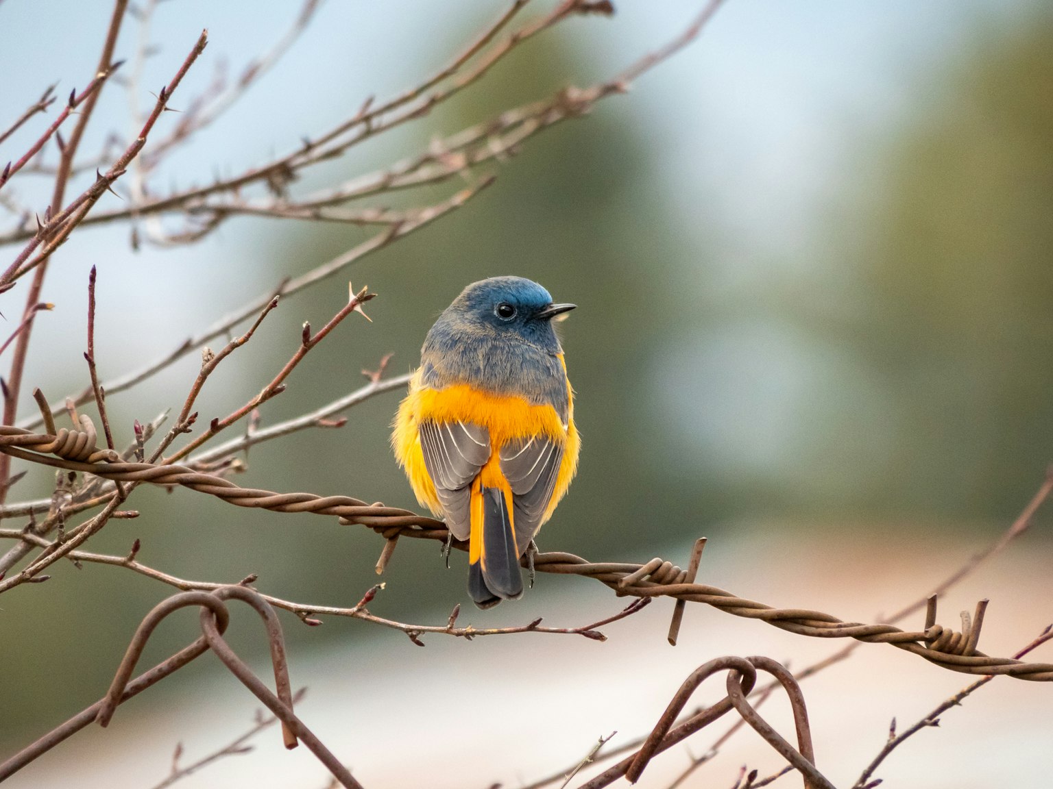 Ein kleiner Vogel mit blauer Kopf und orangefarbenem Bauch sitzt auf einem Zweig