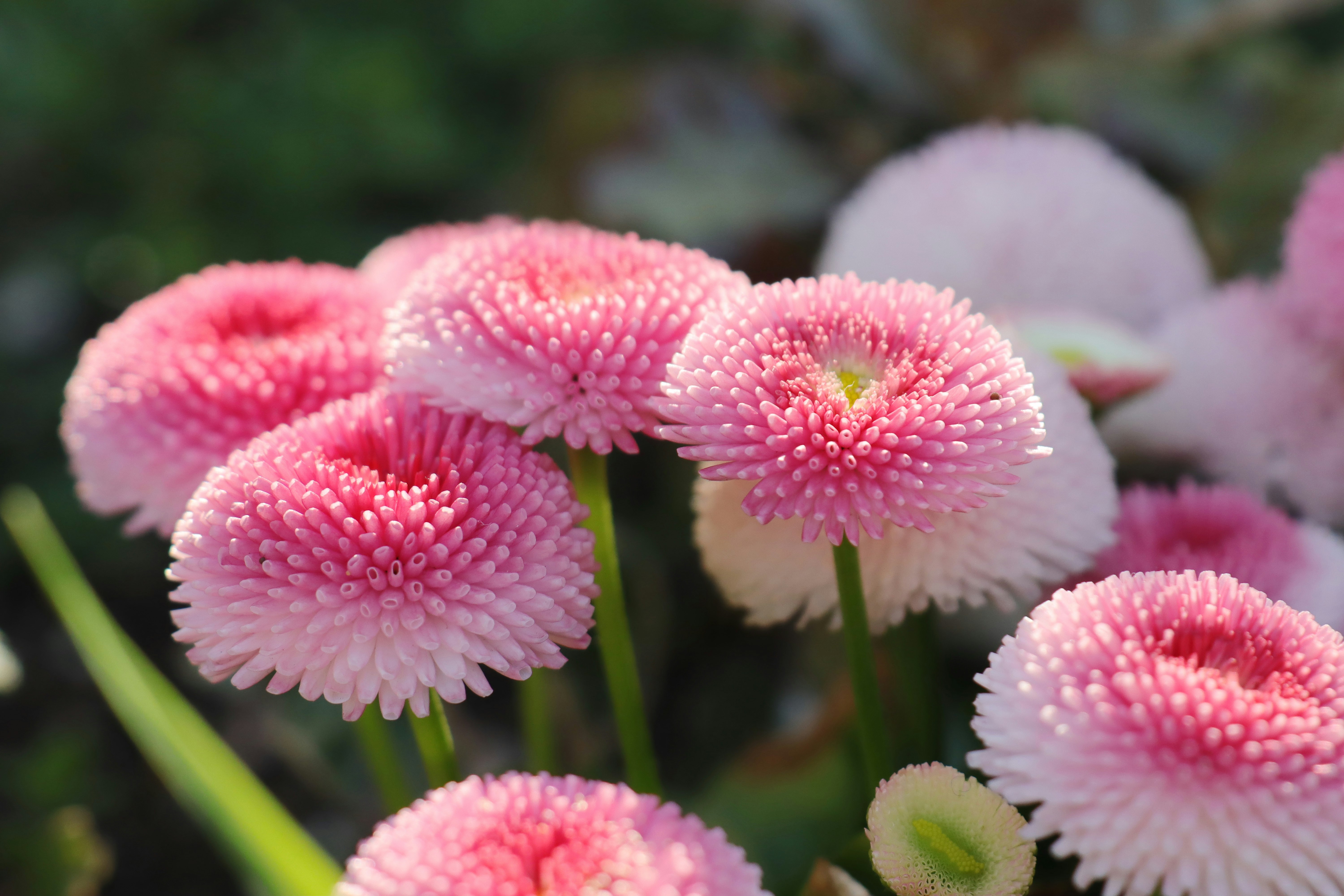 ピンクの花が密集して咲く庭の花壇