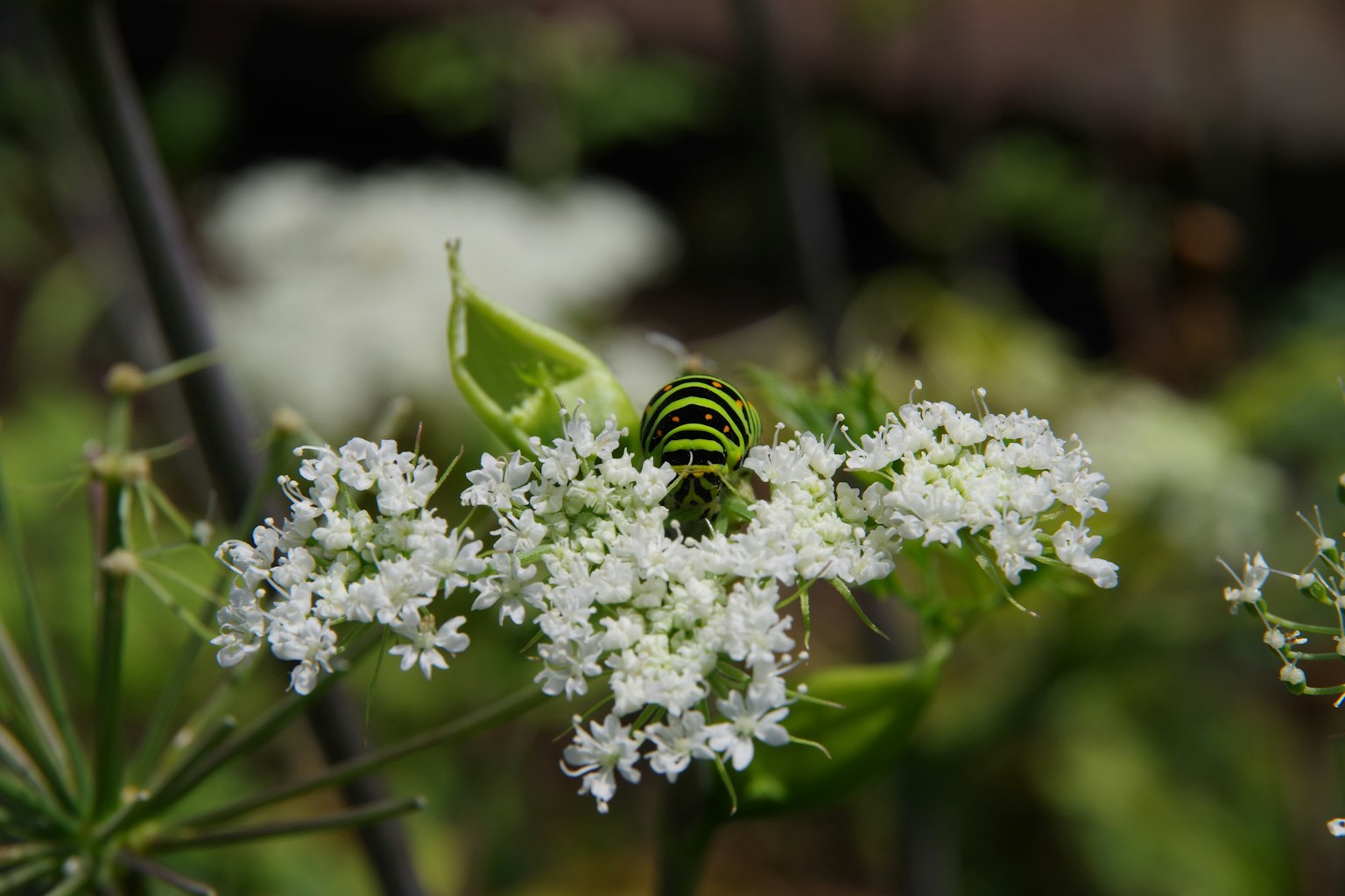 Insetto con strisce verdi e nere su fiori bianchi