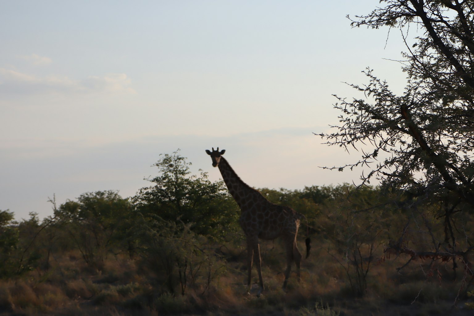 Silhouette d'une girafe se tenant dans une savane avec des arbres environnants