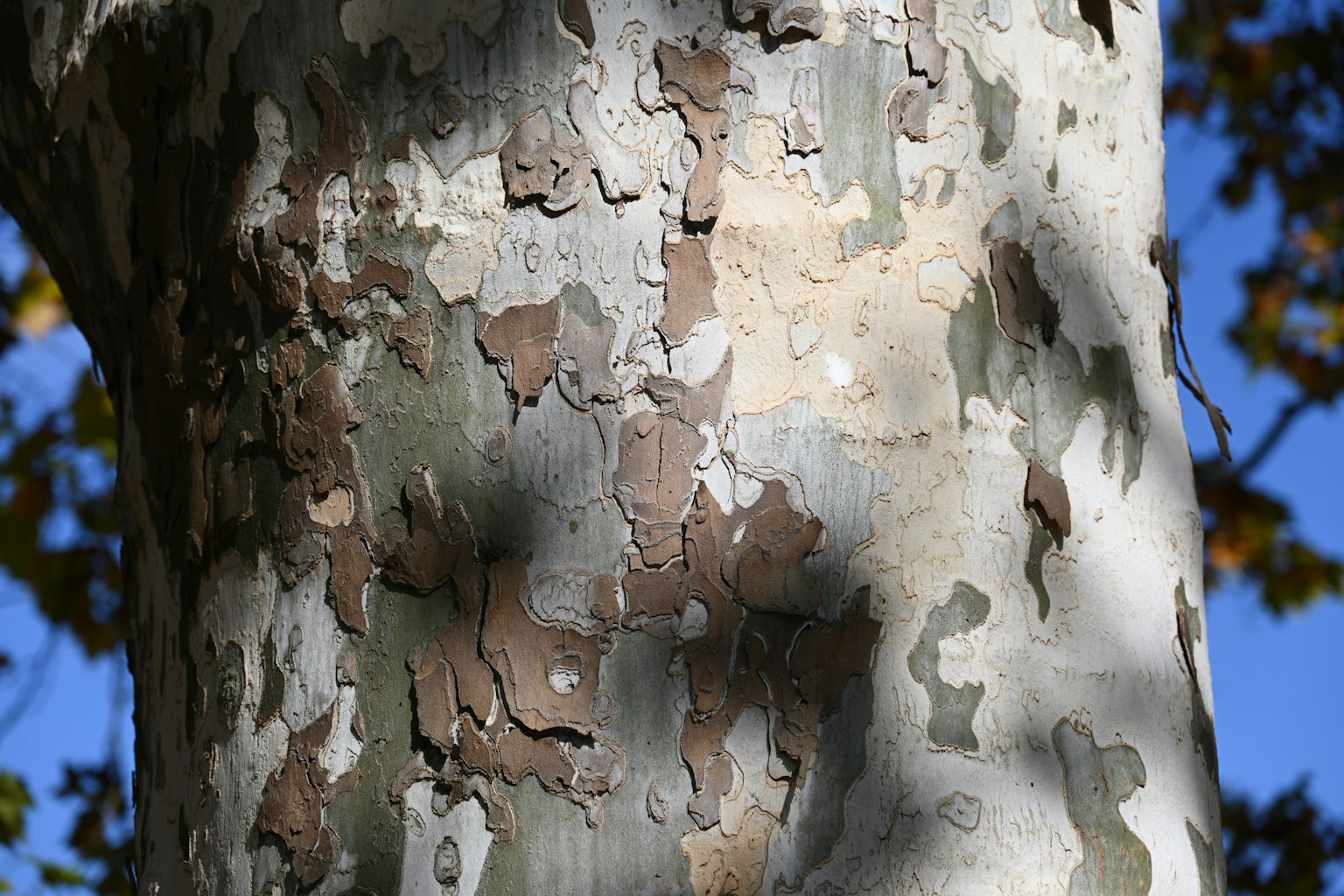 Close-up of peeling tree bark with shades of brown and green against a blue sky