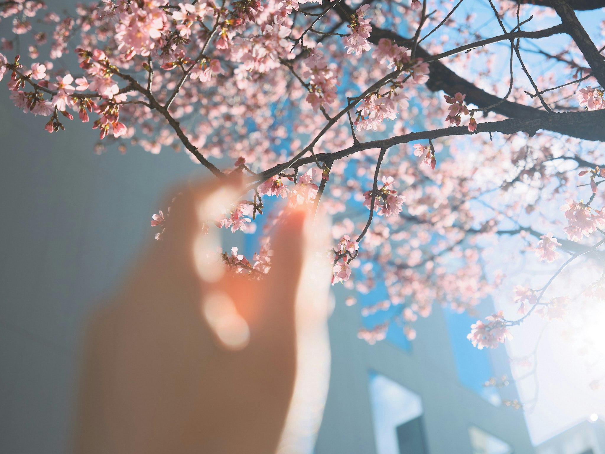 桜の花が枝に咲く春の背景と柔らかなボケ