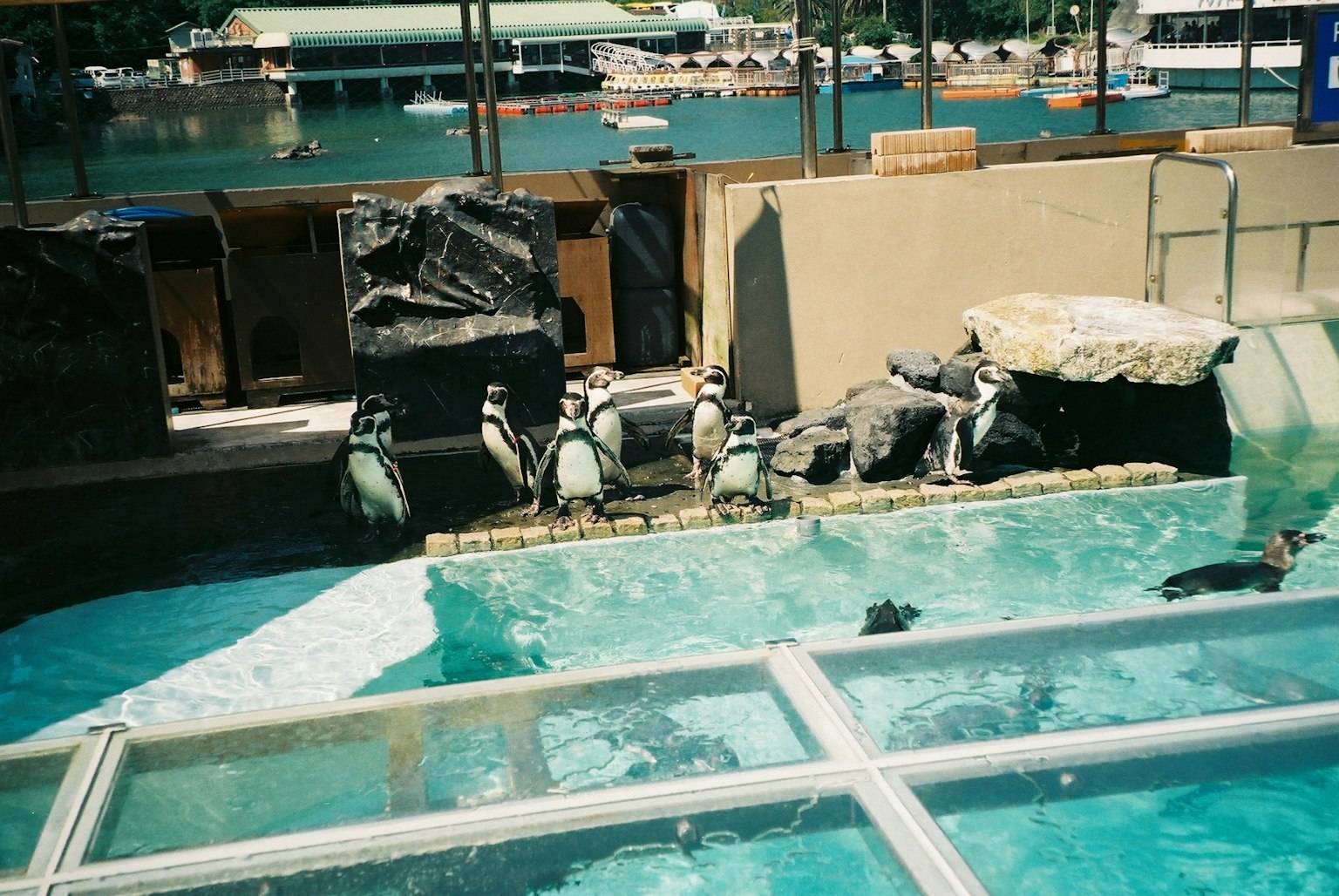 Penguin yang berenang di kolam dengan area berbatu