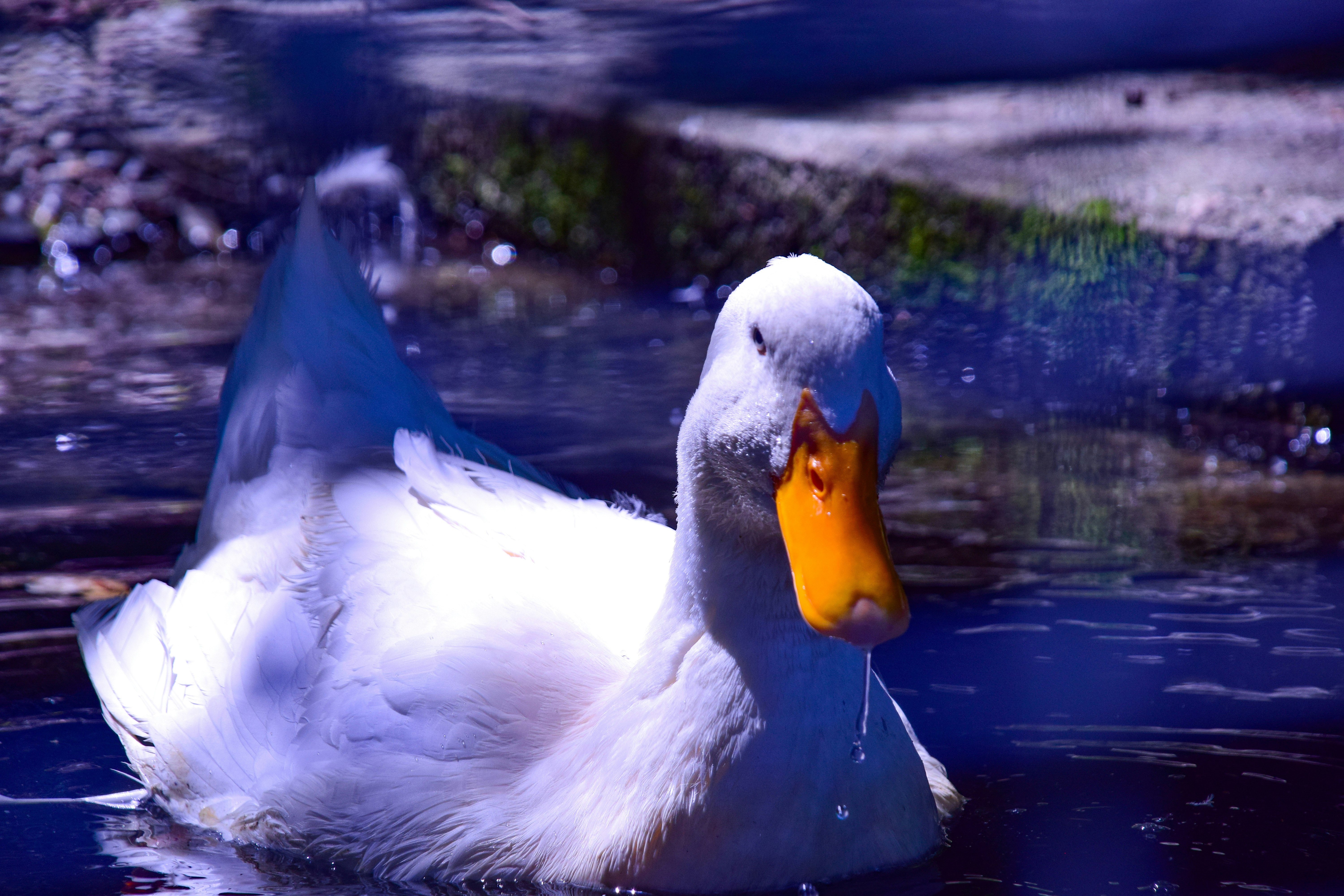 水辺で羽を広げる白鳥の親子