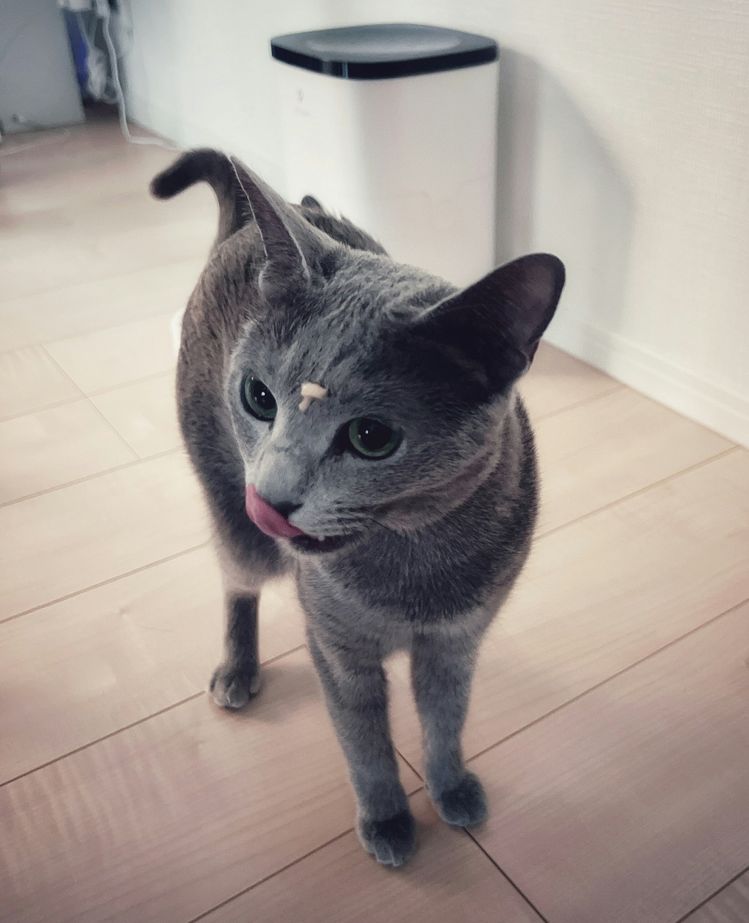 Kucing abu-abu menjilati bibirnya di dalam ruangan
