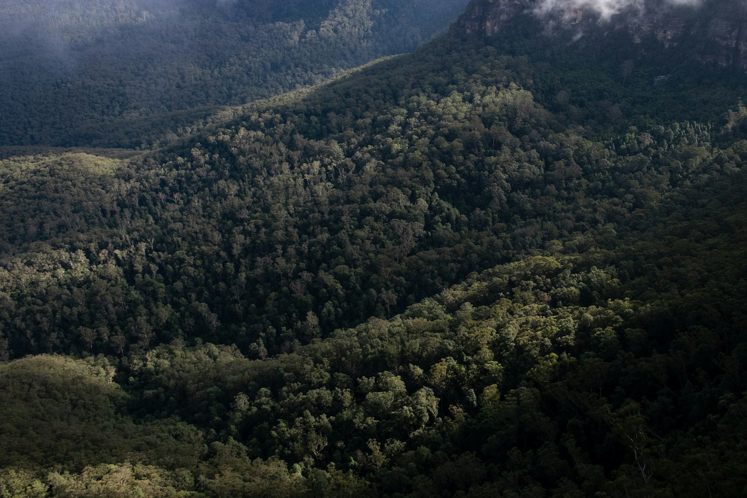 Lush green forest landscape with mountains