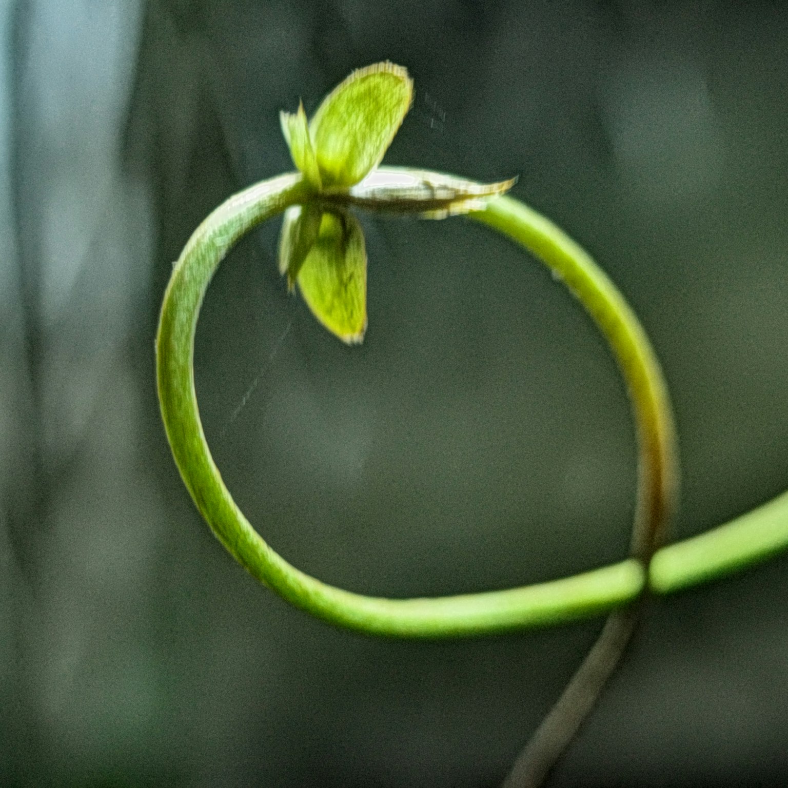 緑色のつる植物の新芽が螺旋状に成長している様子