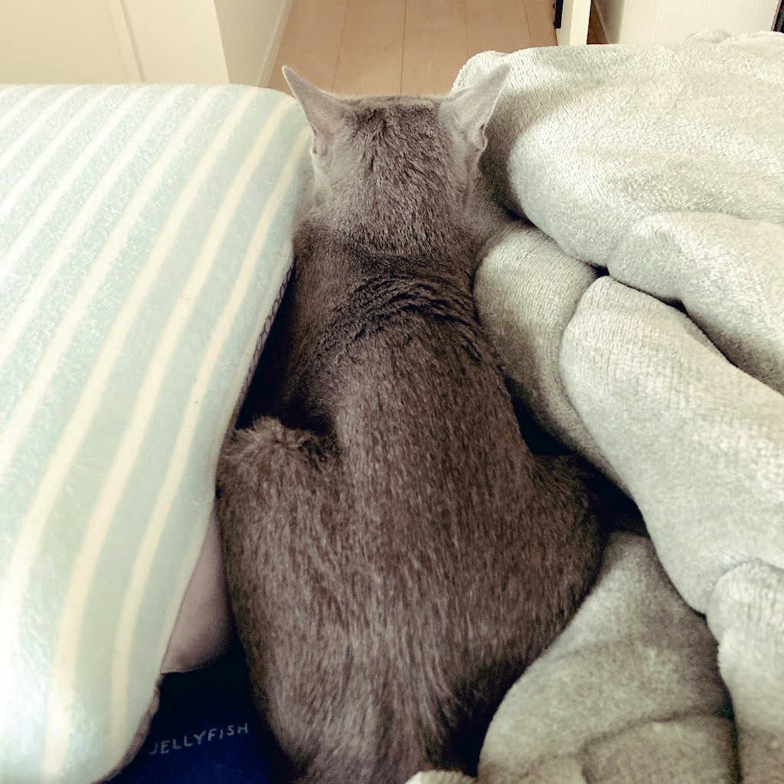 Kucing abu-abu duduk di antara selimut