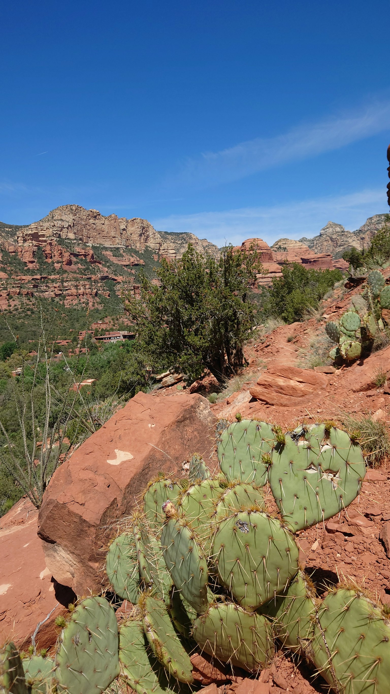 Paysage avec des roches rouges et des cactus