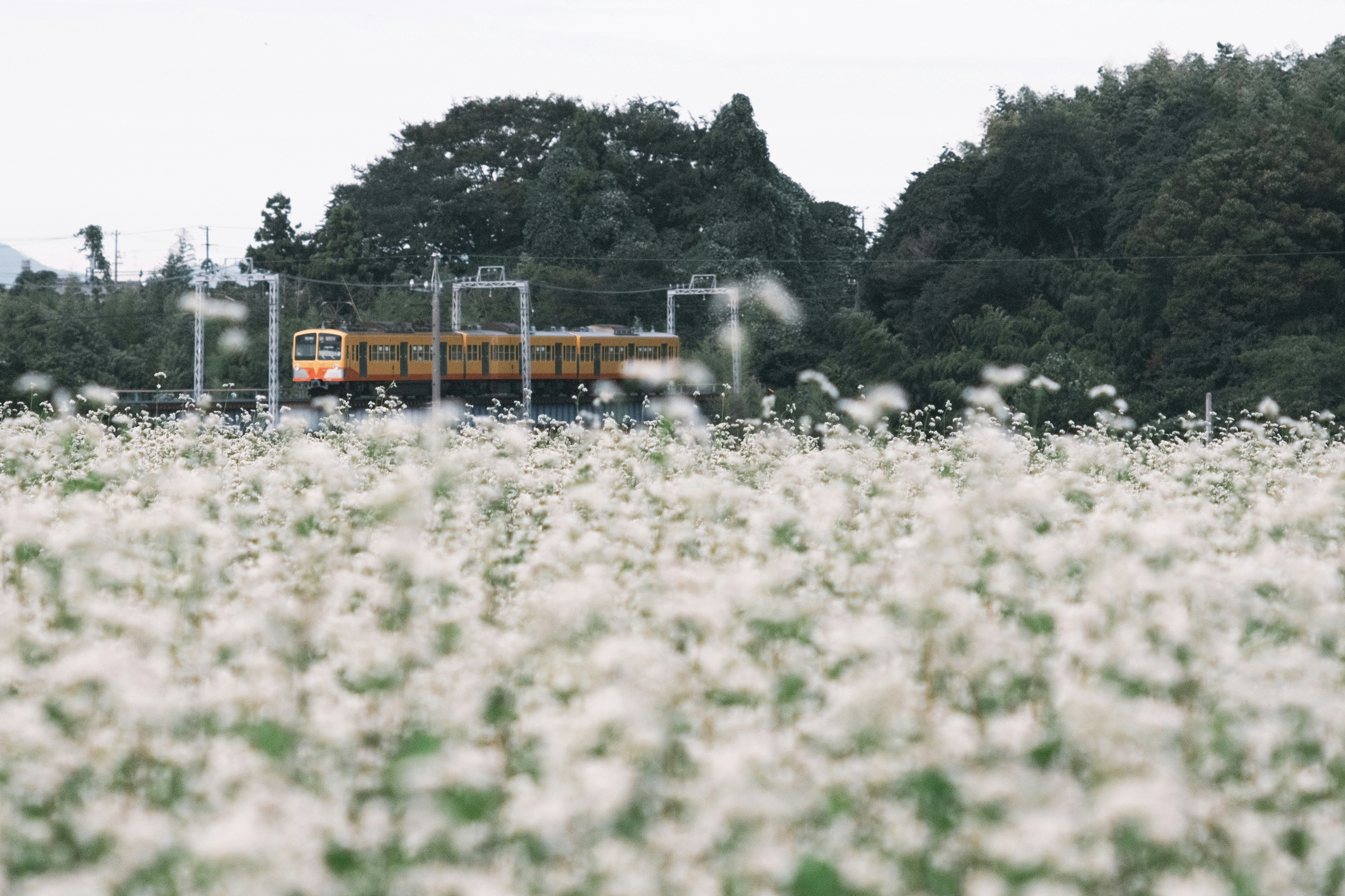 蕎麦の花畑と三岐鉄道の電車が走る風景