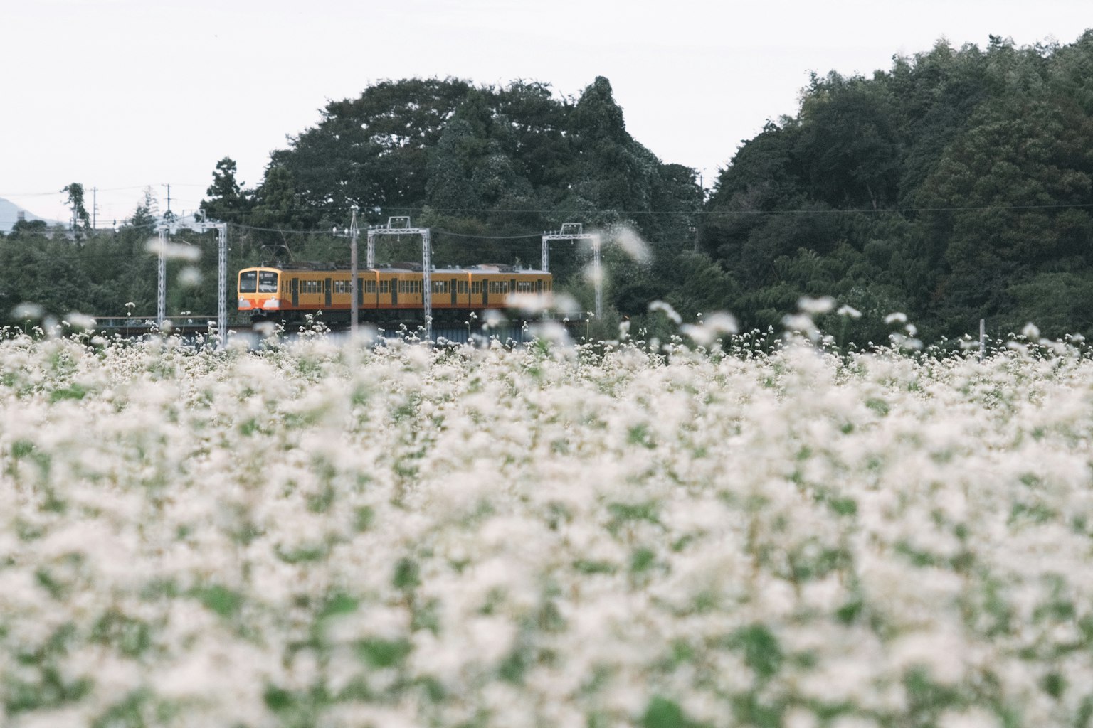 列車經過白色花田