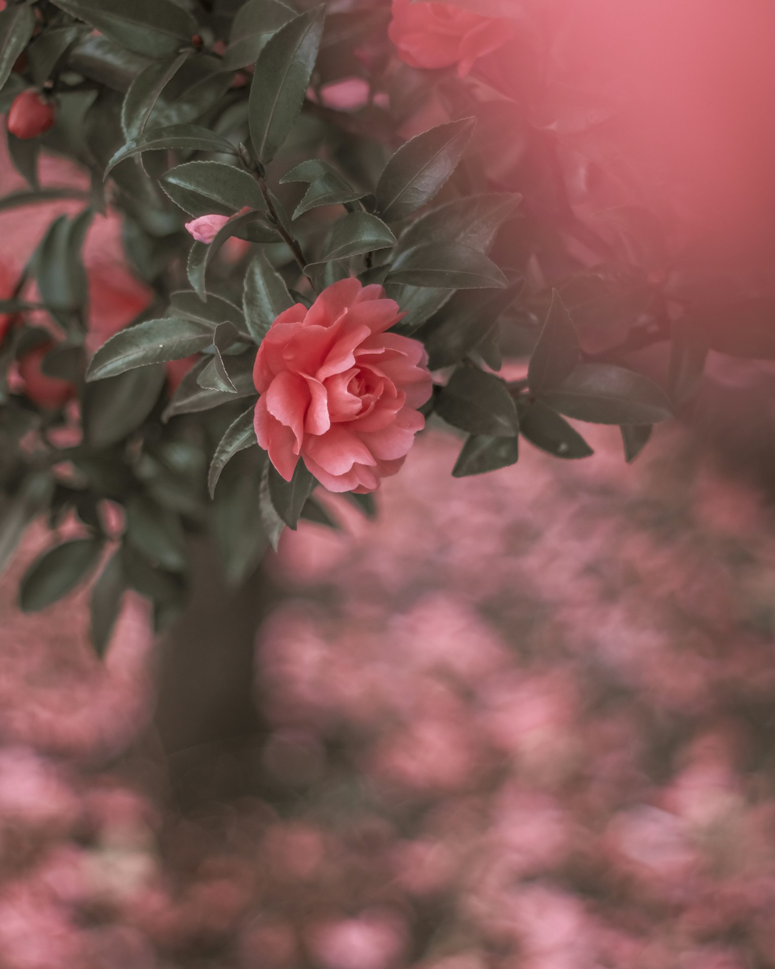 Primo piano di un fiore rosa su un albero a foglie verdi con sfondo sfocato morbido
