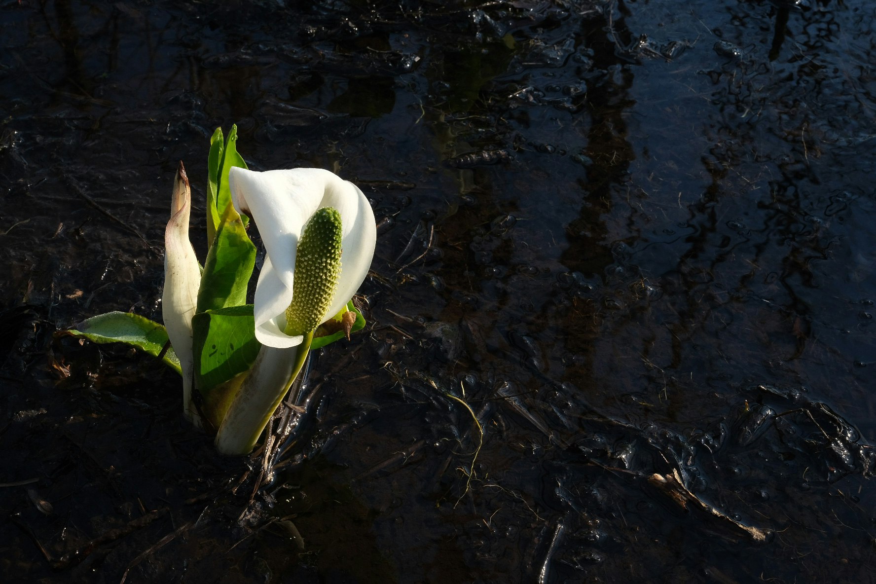 flor blanca y hojas verdes sobre rocas oscuras