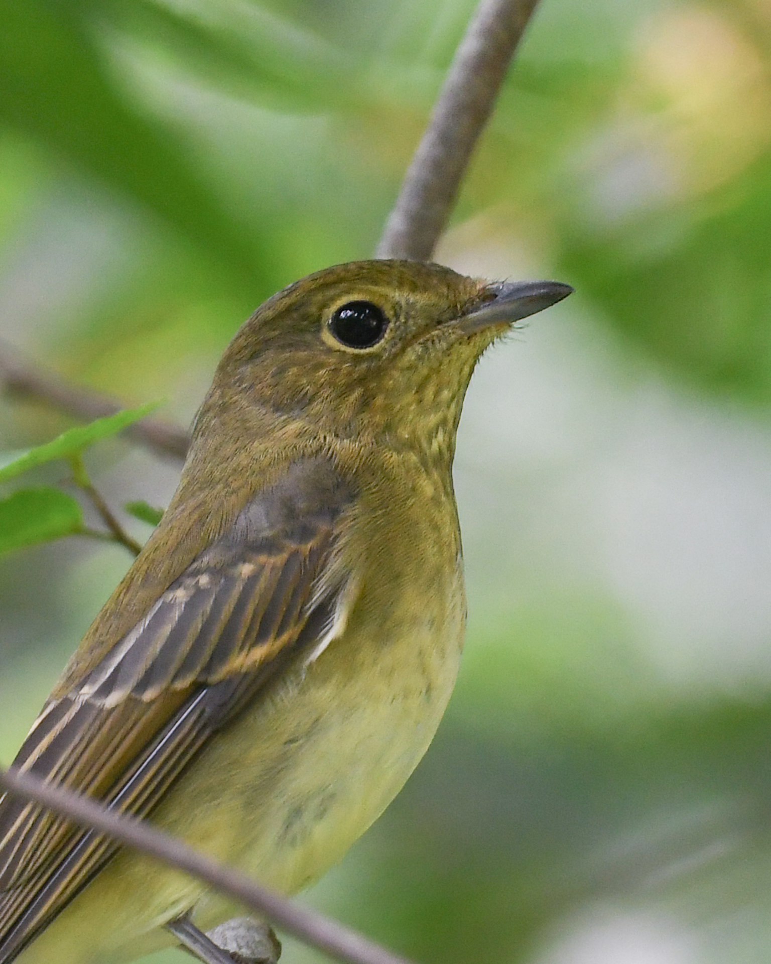 Gros plan d'un petit oiseau avec un fond vert