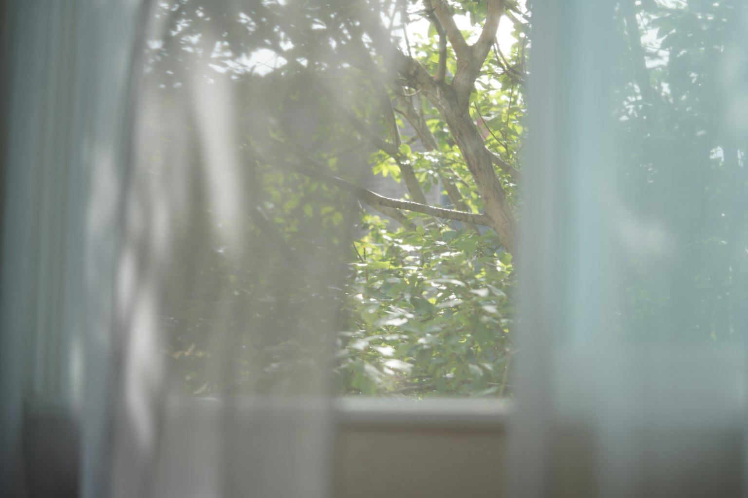 Vista de hojas verdes y tronco de árbol a través de cortinas transparentes