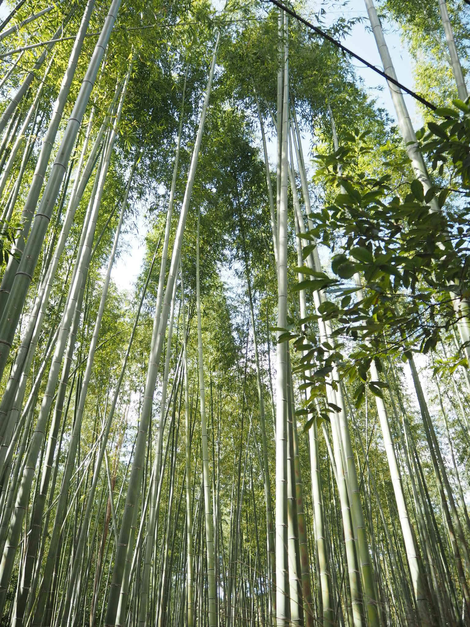 郁郁葱葱的竹林，高聳的竹竿